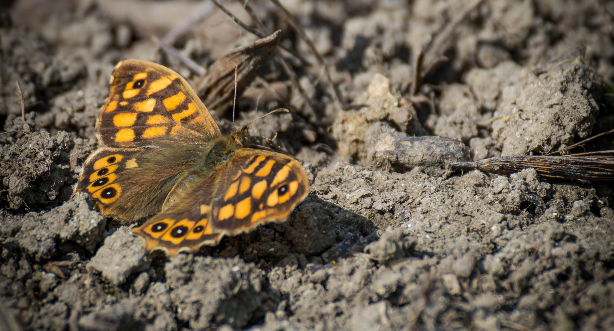 Nikon D7100 sample photo. Butterflor photography