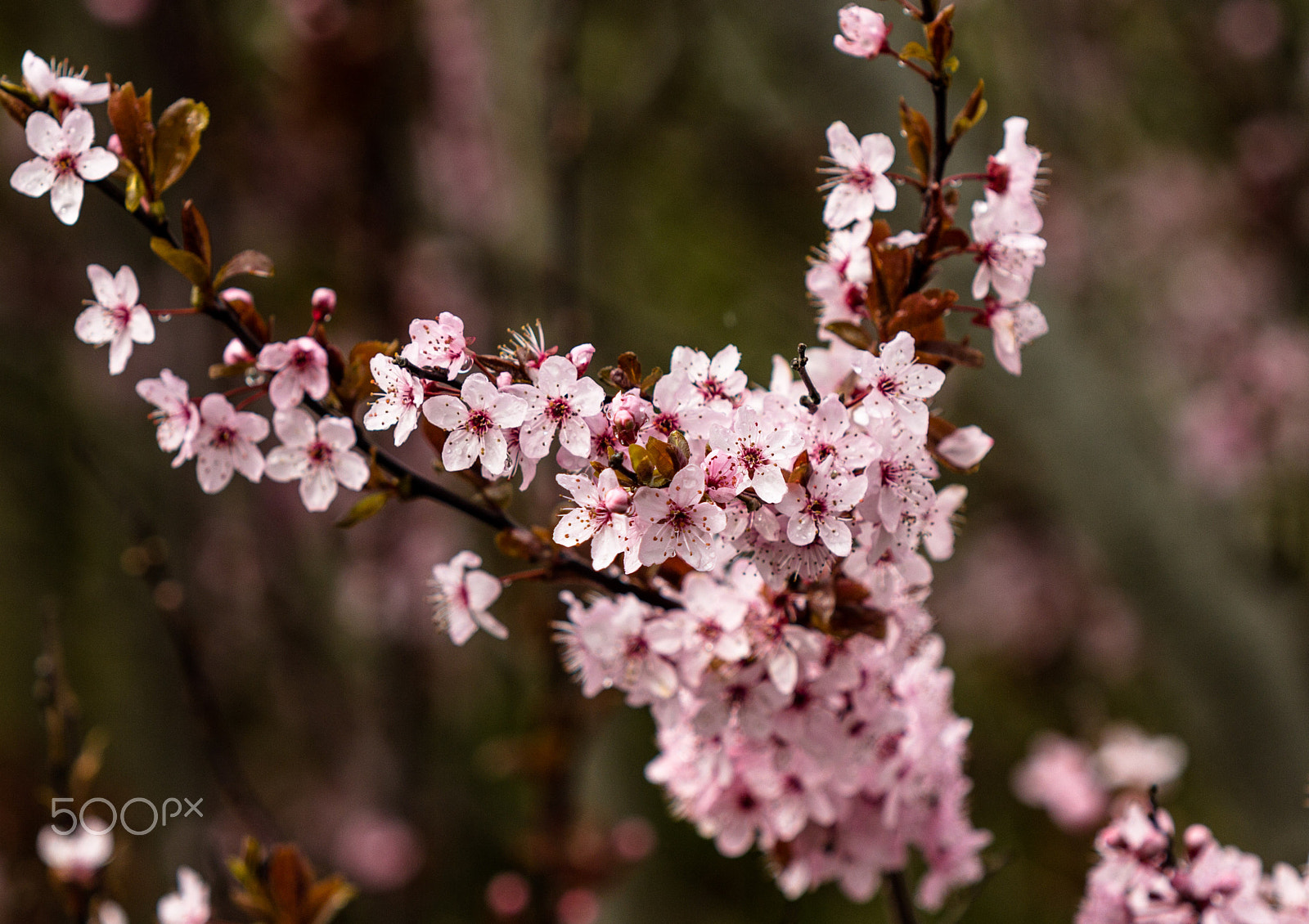 Canon EOS 60D + Canon EF 70-200mm F2.8L IS USM sample photo. You can tell photography