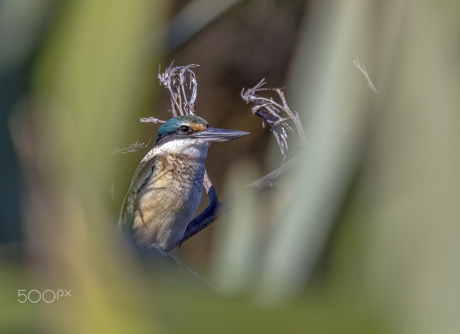 Canon EOS 7D + Canon EF 100-400mm F4.5-5.6L IS USM sample photo. Kingfisher photography