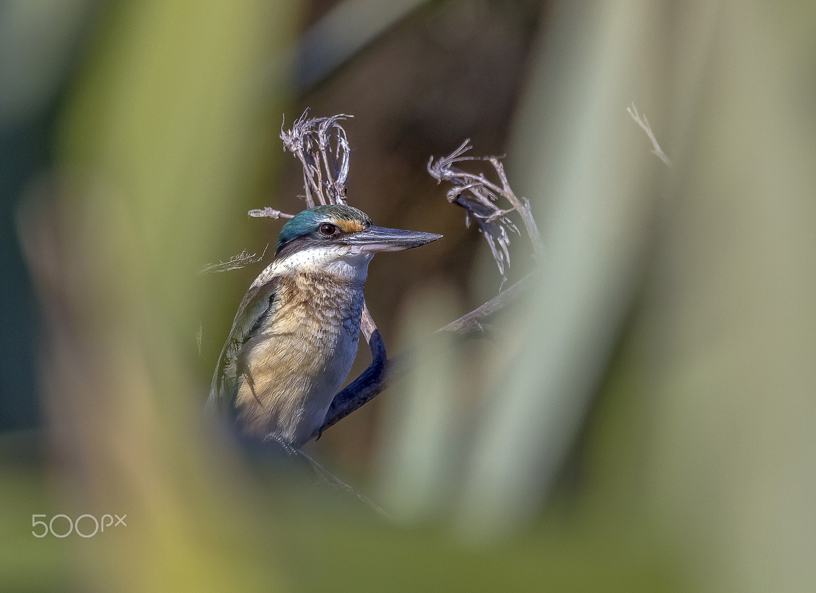 Canon EF 100-400mm F4.5-5.6L IS USM sample photo. Kingfisher photography