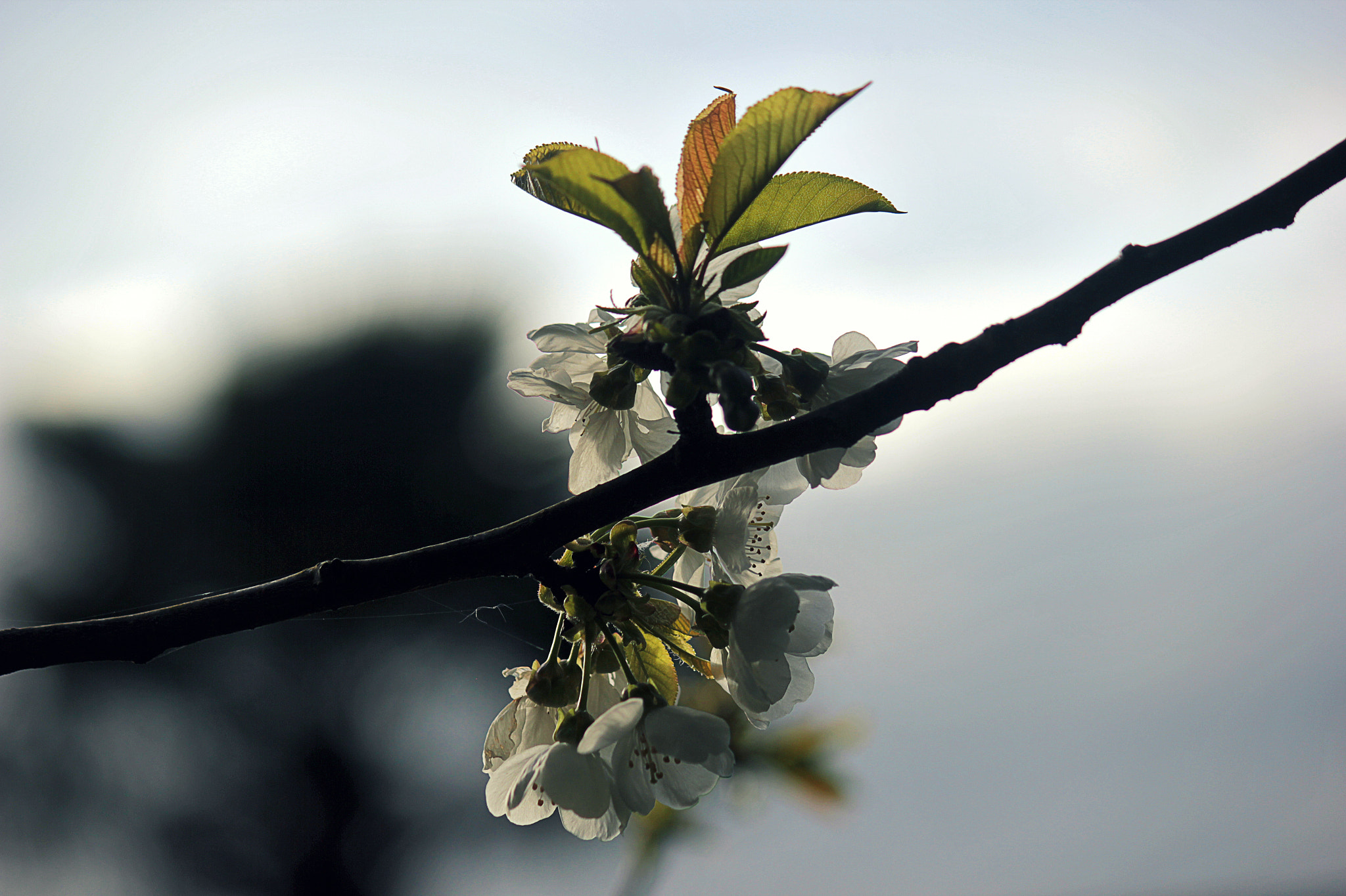 Canon EF-S 55-250mm F4-5.6 IS sample photo. Appletree photography