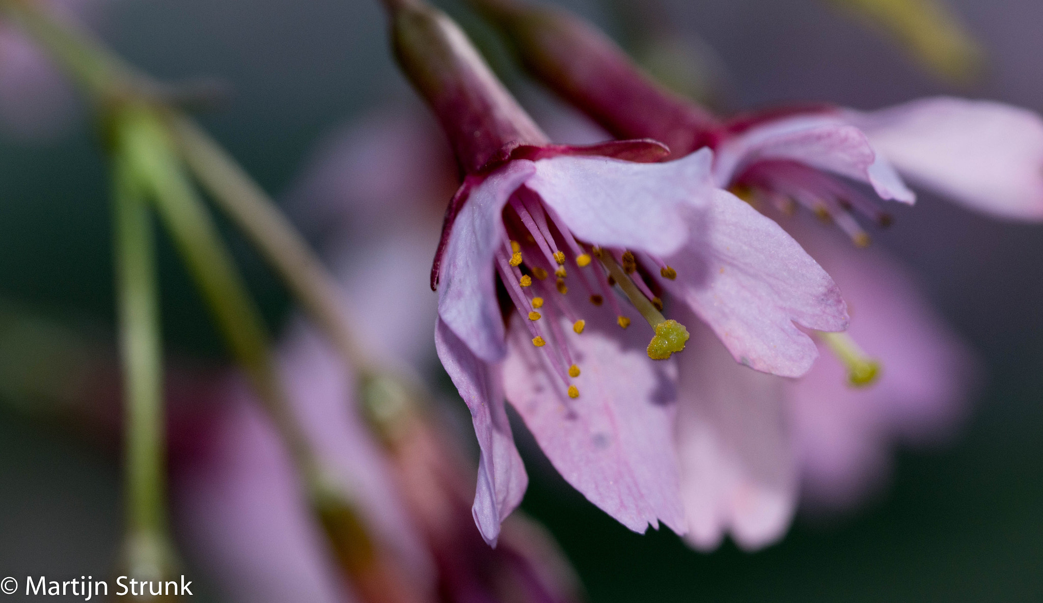Sigma 105mm F2.8 EX DG OS HSM sample photo. Singel flower photography