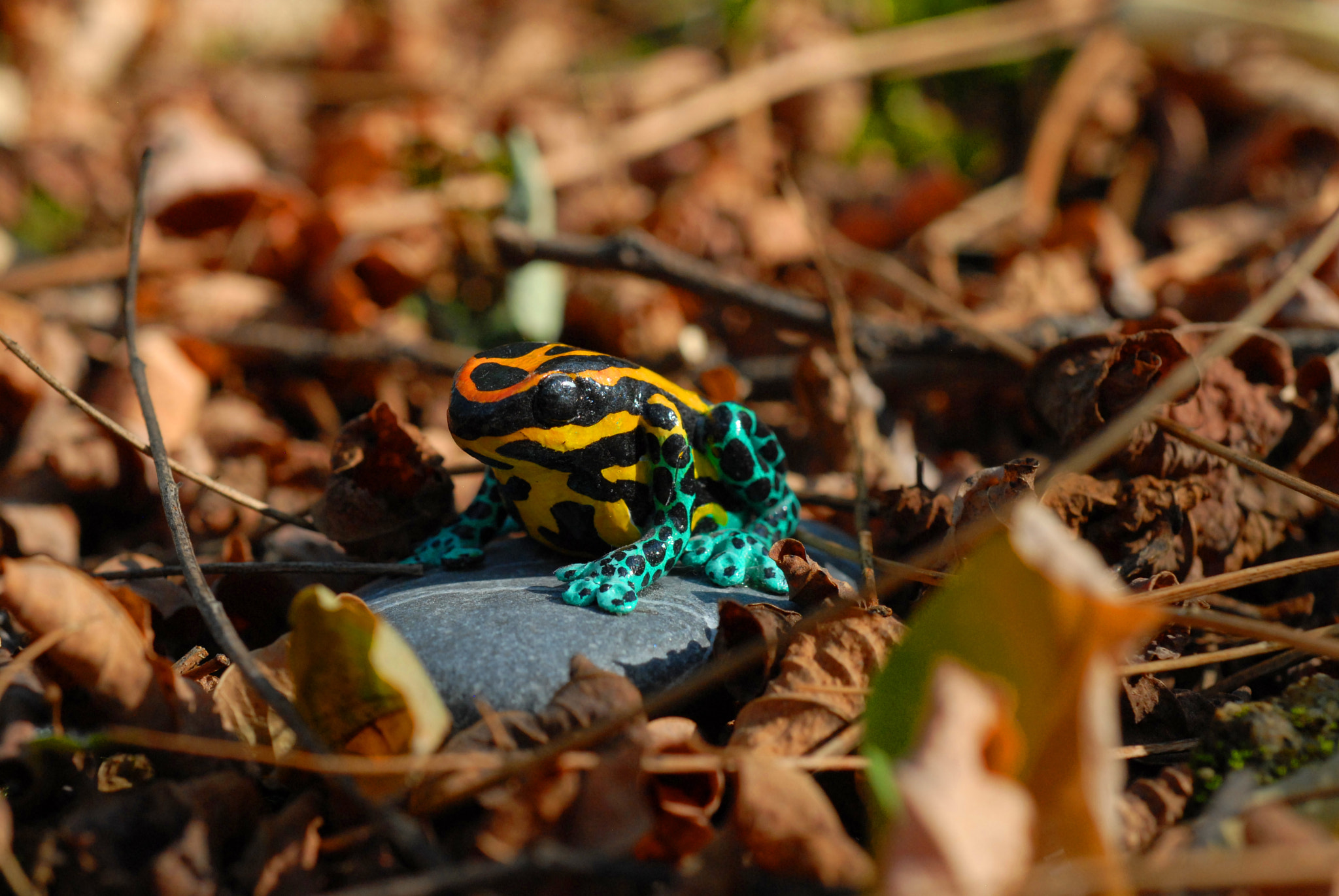 Nikon D200 + Nikon AF Micro-Nikkor 60mm F2.8D sample photo. Miniature frog mimic photography