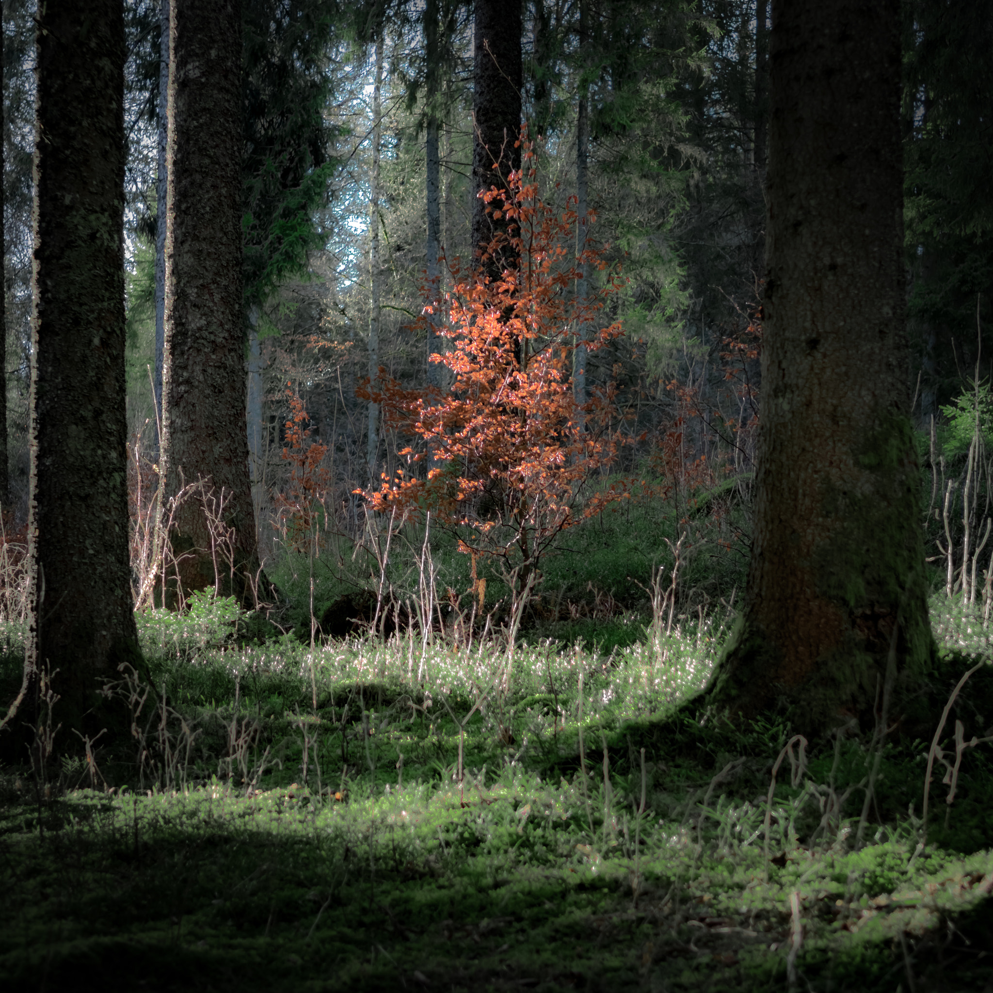 Nikon D500 sample photo. Waldlichtung photography