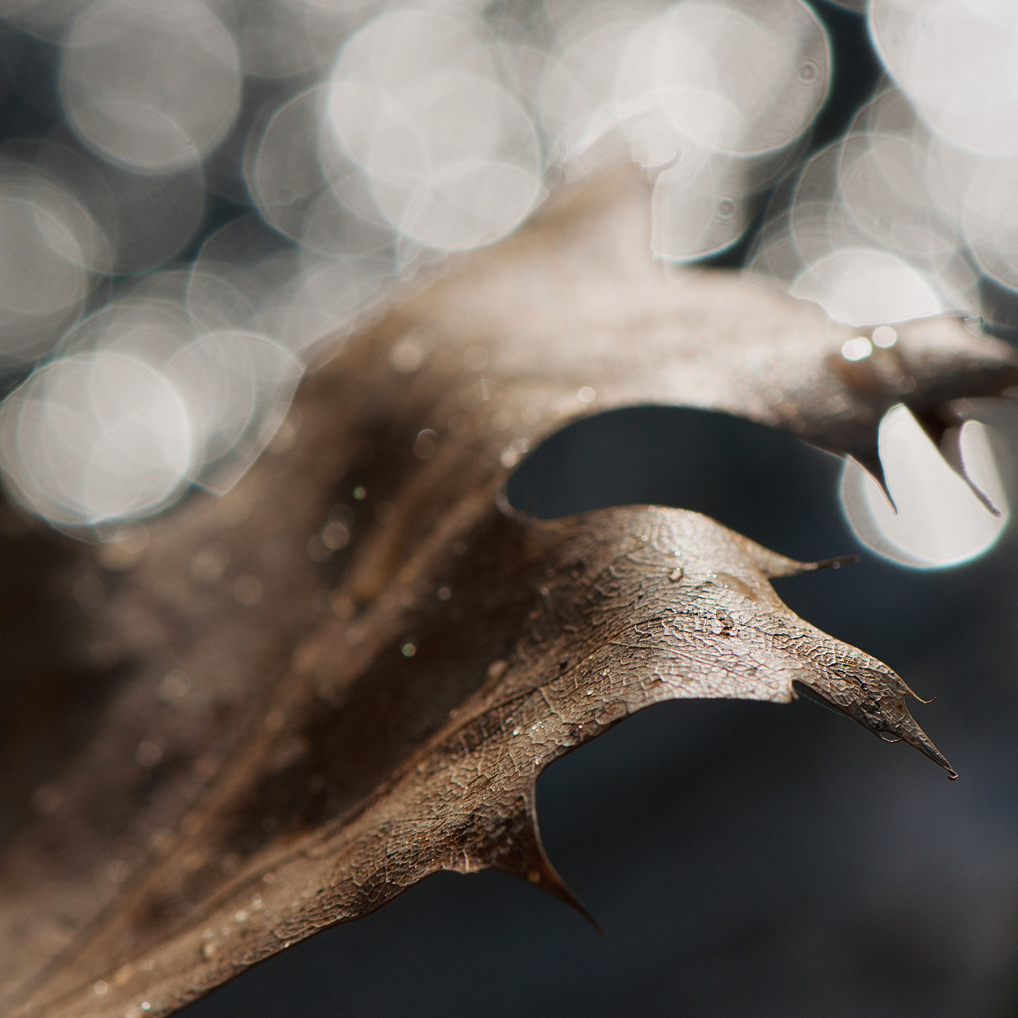Nikon AF-S Micro-Nikkor 105mm F2.8G IF-ED VR sample photo. Fading beauty photography