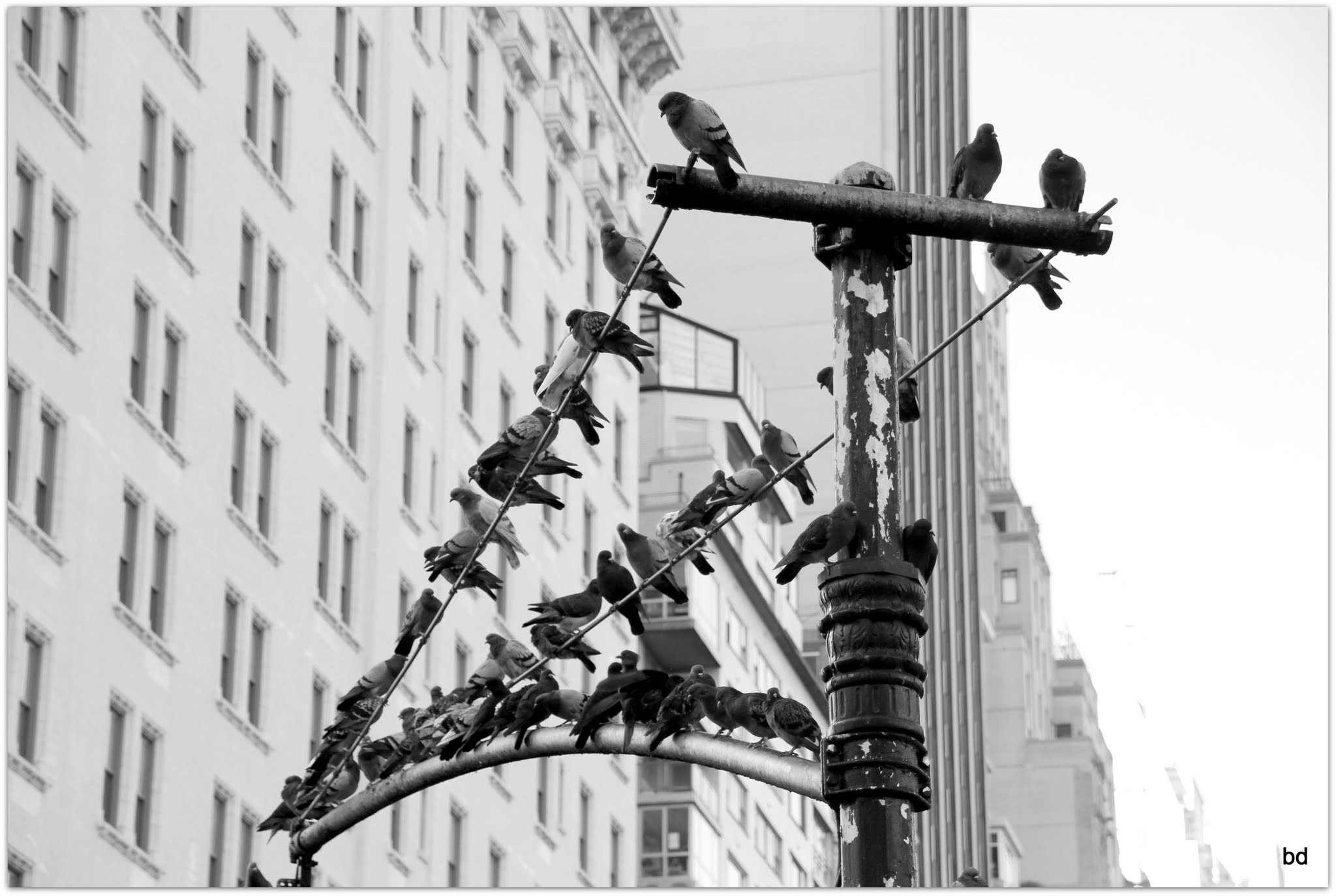 Canon EOS 600D (Rebel EOS T3i / EOS Kiss X5) + Sigma 18-200mm f/3.5-6.3 DC OS sample photo. Pigeons nyc photography