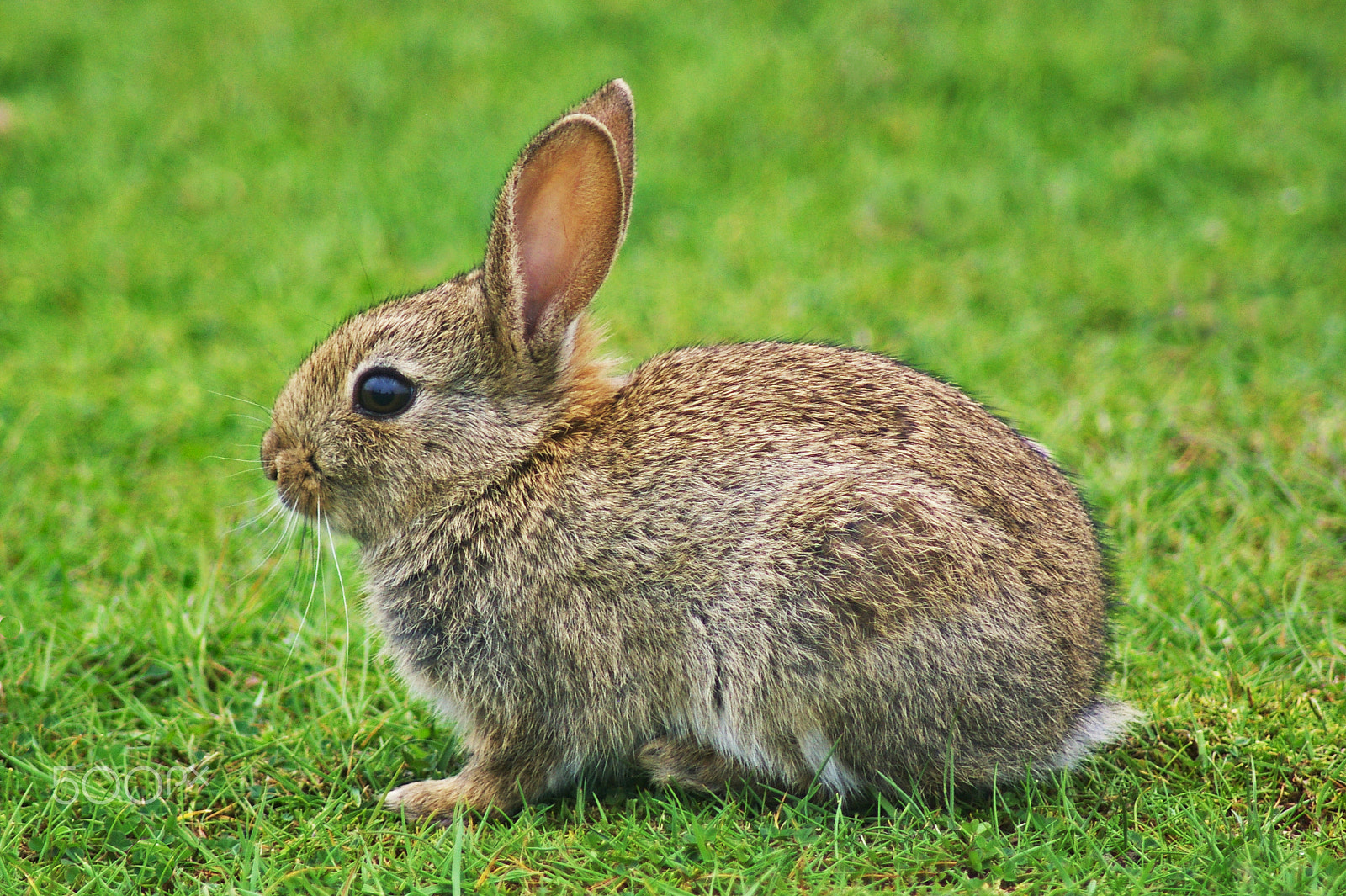 Pentax K100D sample photo. Rabbit in the green grass photography