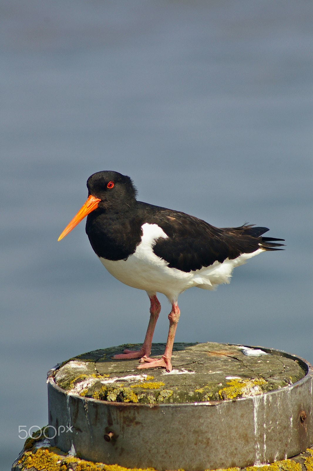 Pentax K100D sample photo. Oystercatcher perched on a mooring post photography