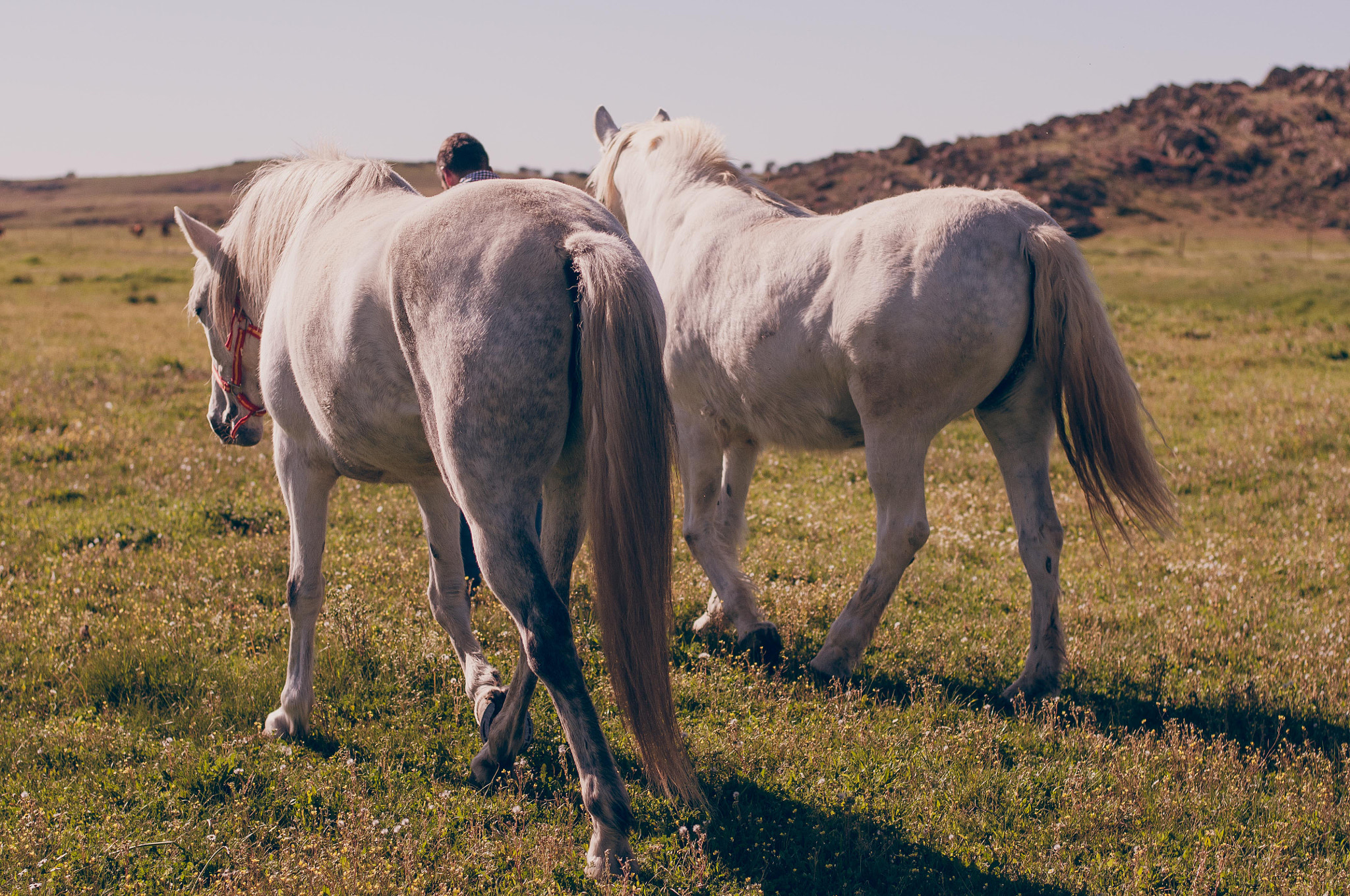 Nikon D300 + Nikon AF-S Nikkor 50mm F1.8G sample photo. Horses photography