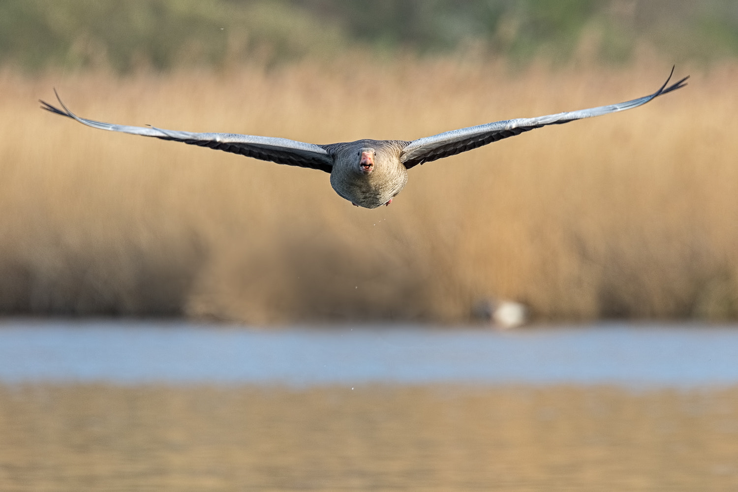Canon EF 400mm F4.0 DO IS USM sample photo. Frontal photography