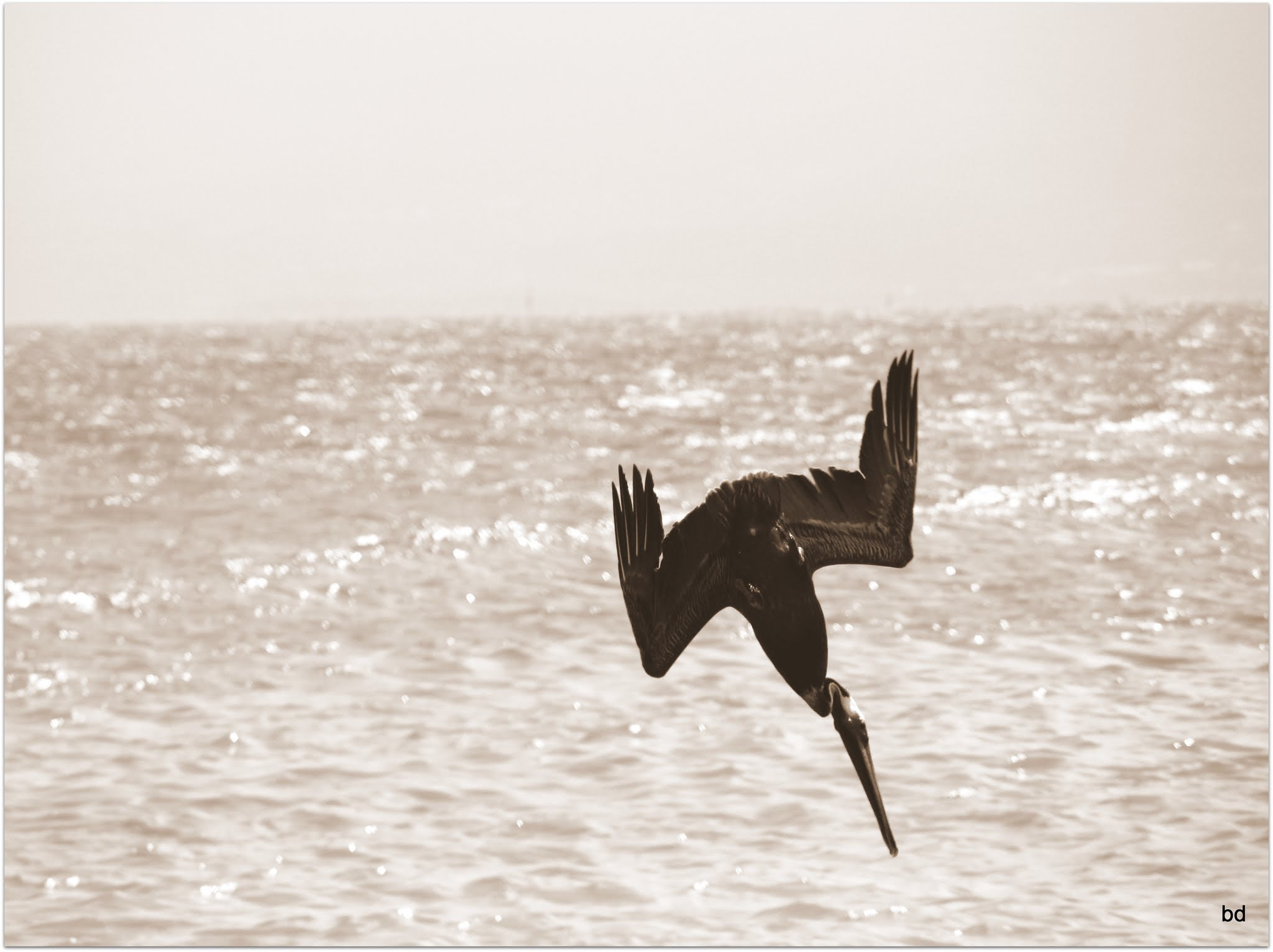 Sigma 18-200mm f/3.5-6.3 DC OS sample photo. Pelican in action photography