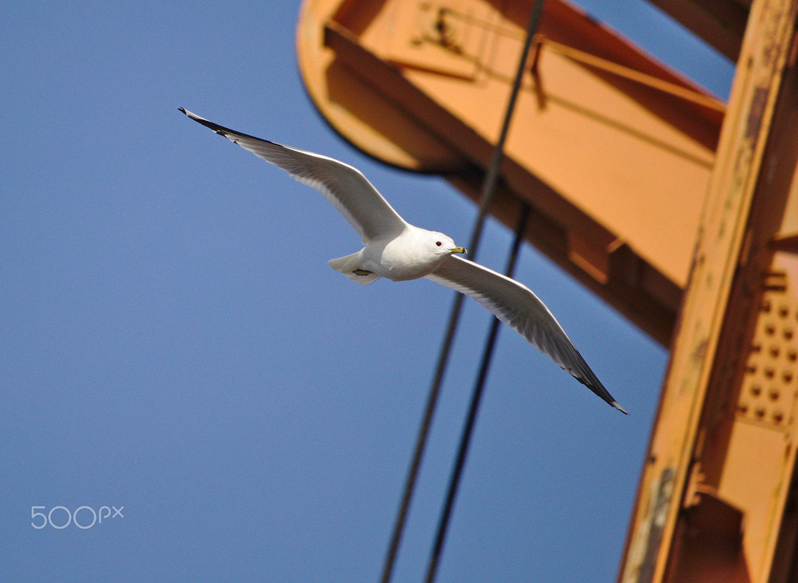 Canon EOS 750D (EOS Rebel T6i / EOS Kiss X8i) sample photo. Herring gull gliding past an orange crane photography
