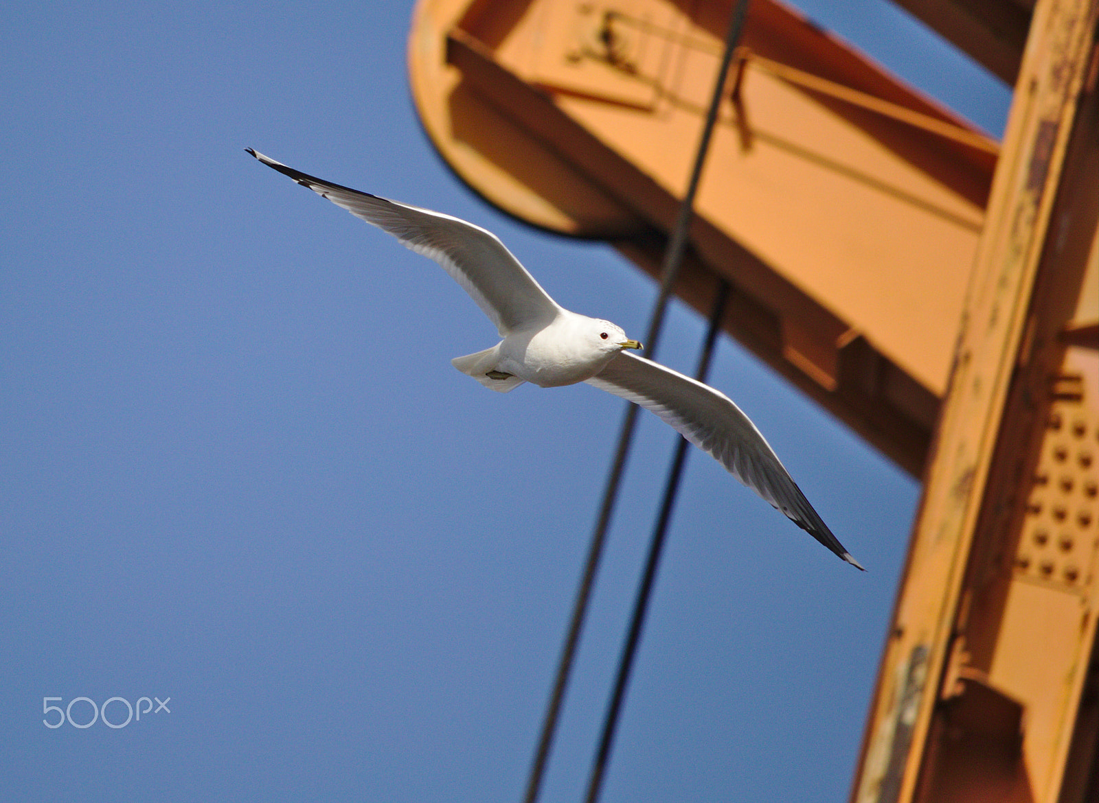 Canon EF-S 55-250mm F4-5.6 IS STM sample photo. Herring gull gliding past an orange crane photography