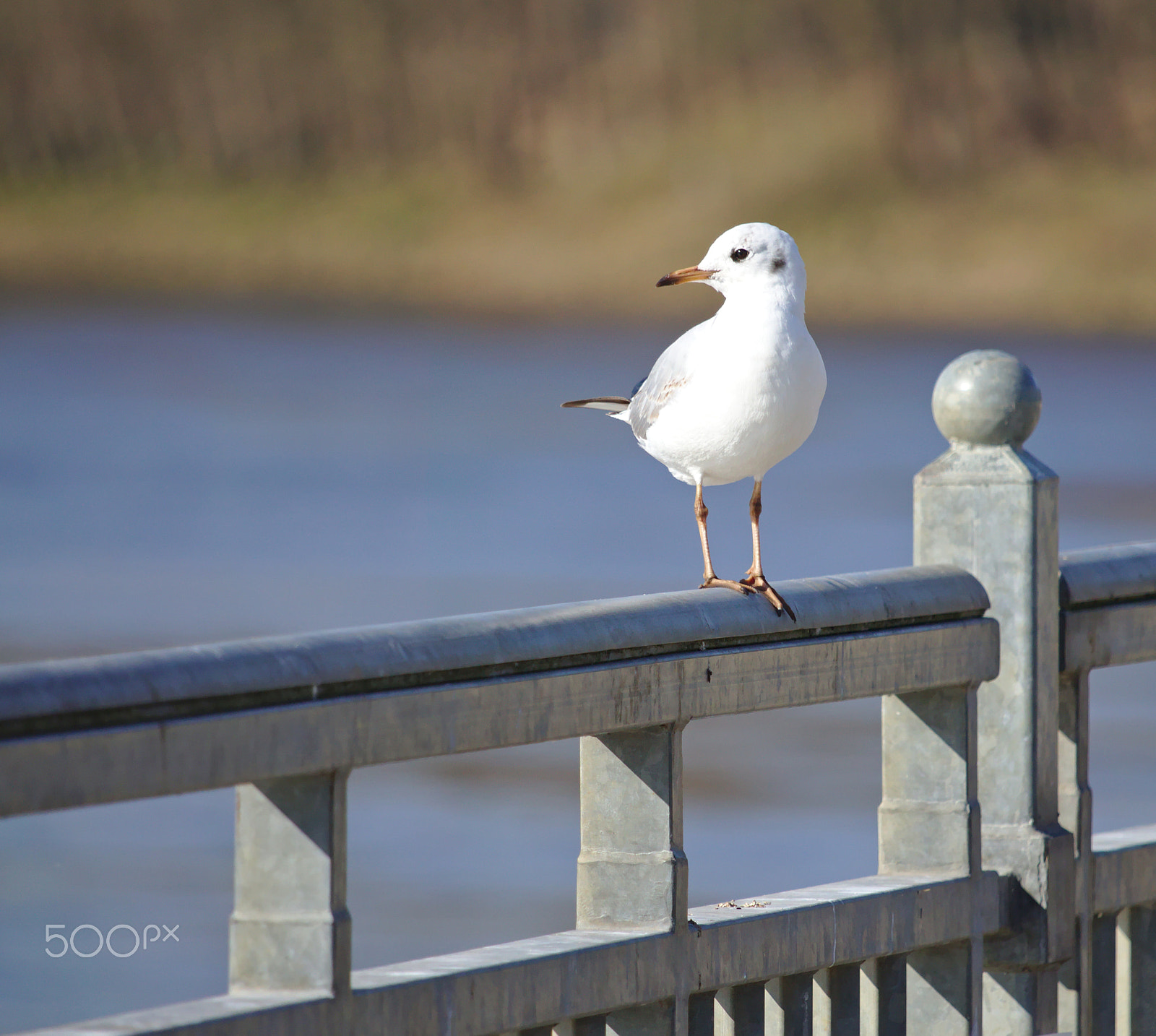 Canon EOS 750D (EOS Rebel T6i / EOS Kiss X8i) + Canon EF-S 55-250mm F4-5.6 IS STM sample photo. Black-headed gull in winter plumage perched on a rail photography