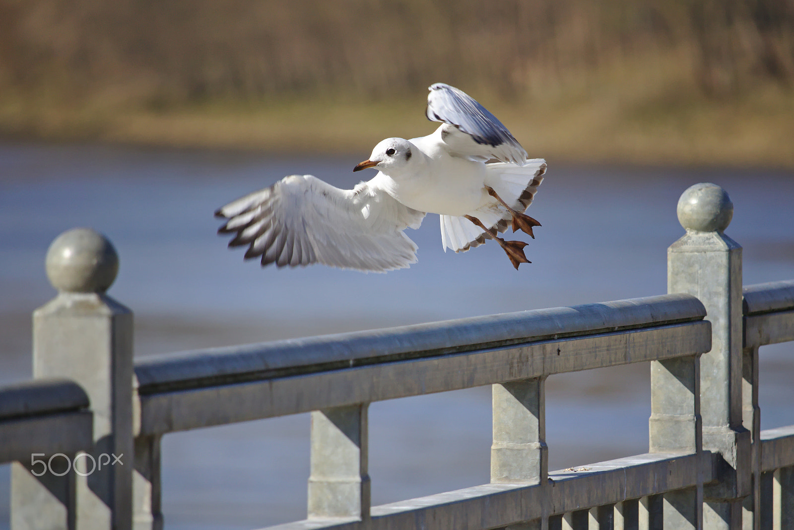 Canon EOS 750D (EOS Rebel T6i / EOS Kiss X8i) + Canon EF-S 55-250mm F4-5.6 IS STM sample photo. Black-headed gull taking off photography
