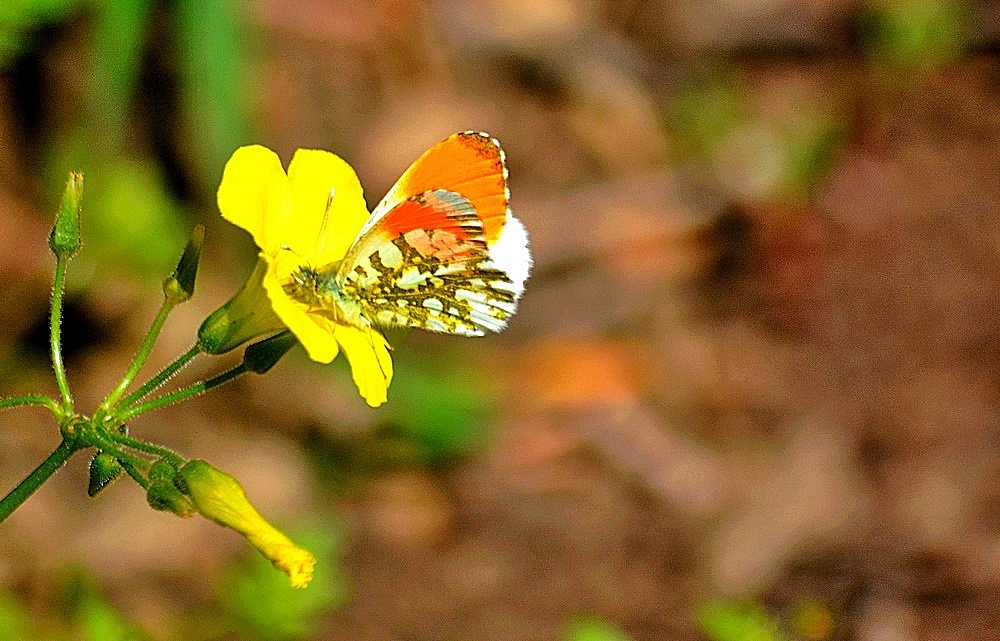 Nikon D7100 sample photo. Anthocharis cardamines - turuncu süslü kelebek photography
