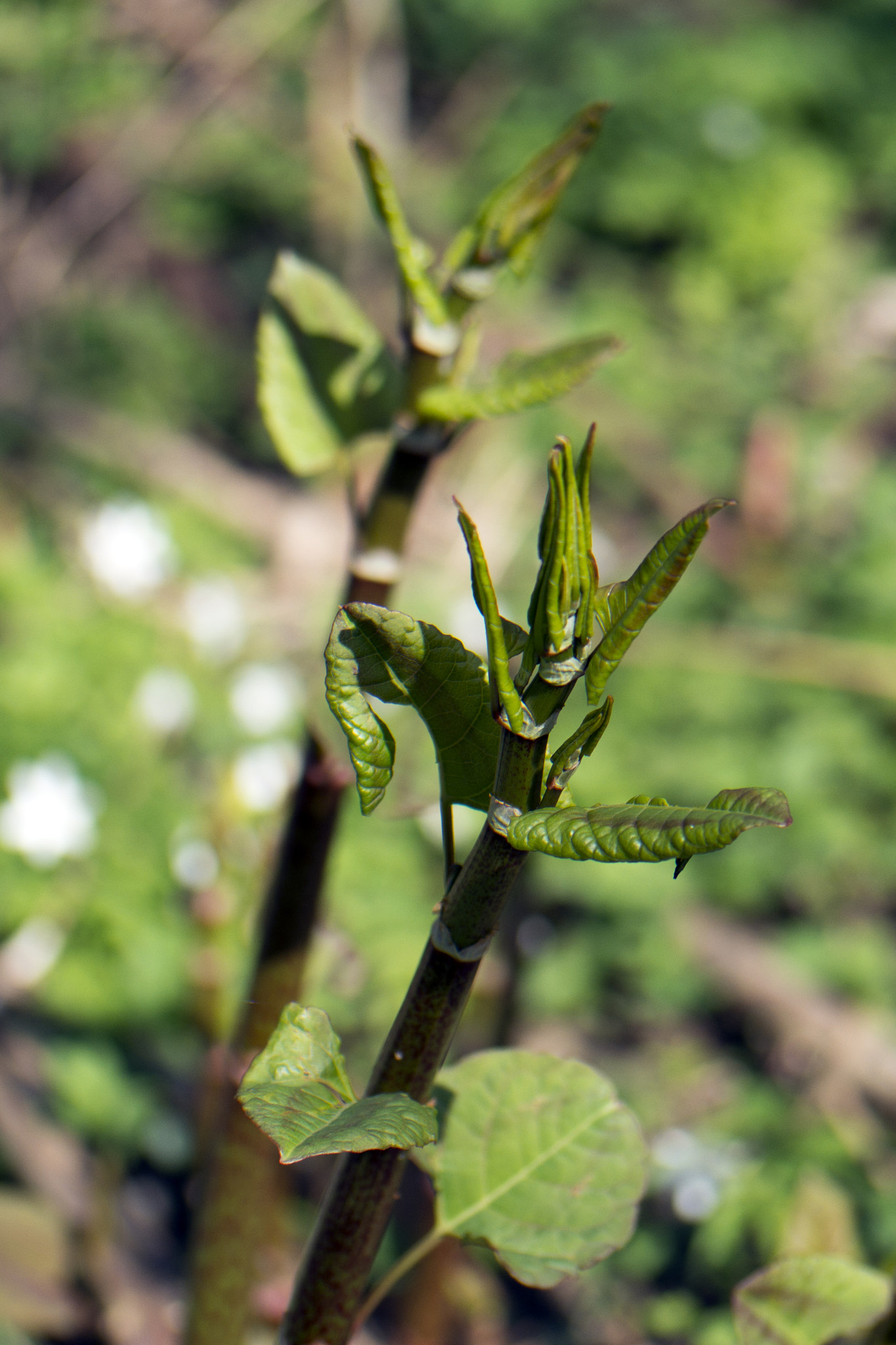 Samsung NX 60mm F2.8 Macro ED OIS SSA sample photo. Le printemps arrive ... photography