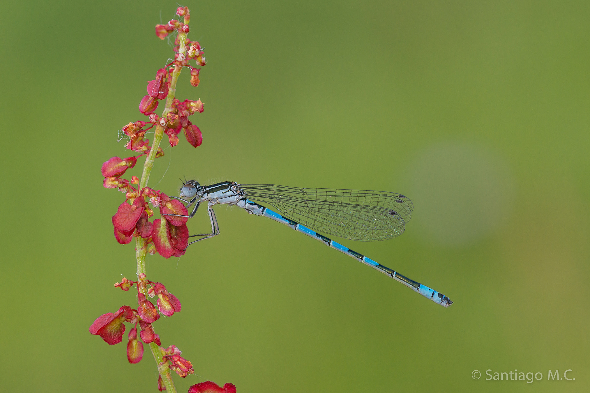 Sony 100mm F2.8 Macro sample photo. Coenagrion mercuriale photography