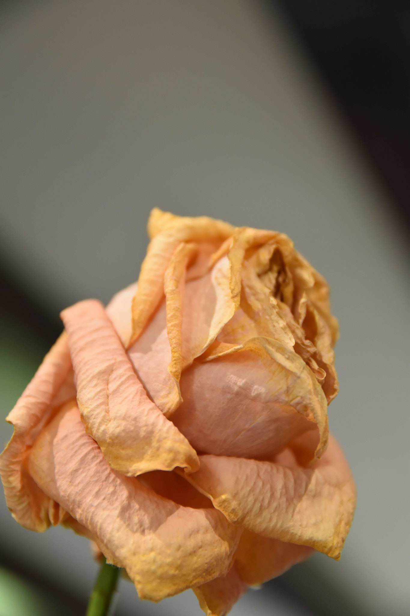 Sigma 17-70mm F2.8-4 DC Macro OS HSM | C sample photo. Mignonne allons voir photography