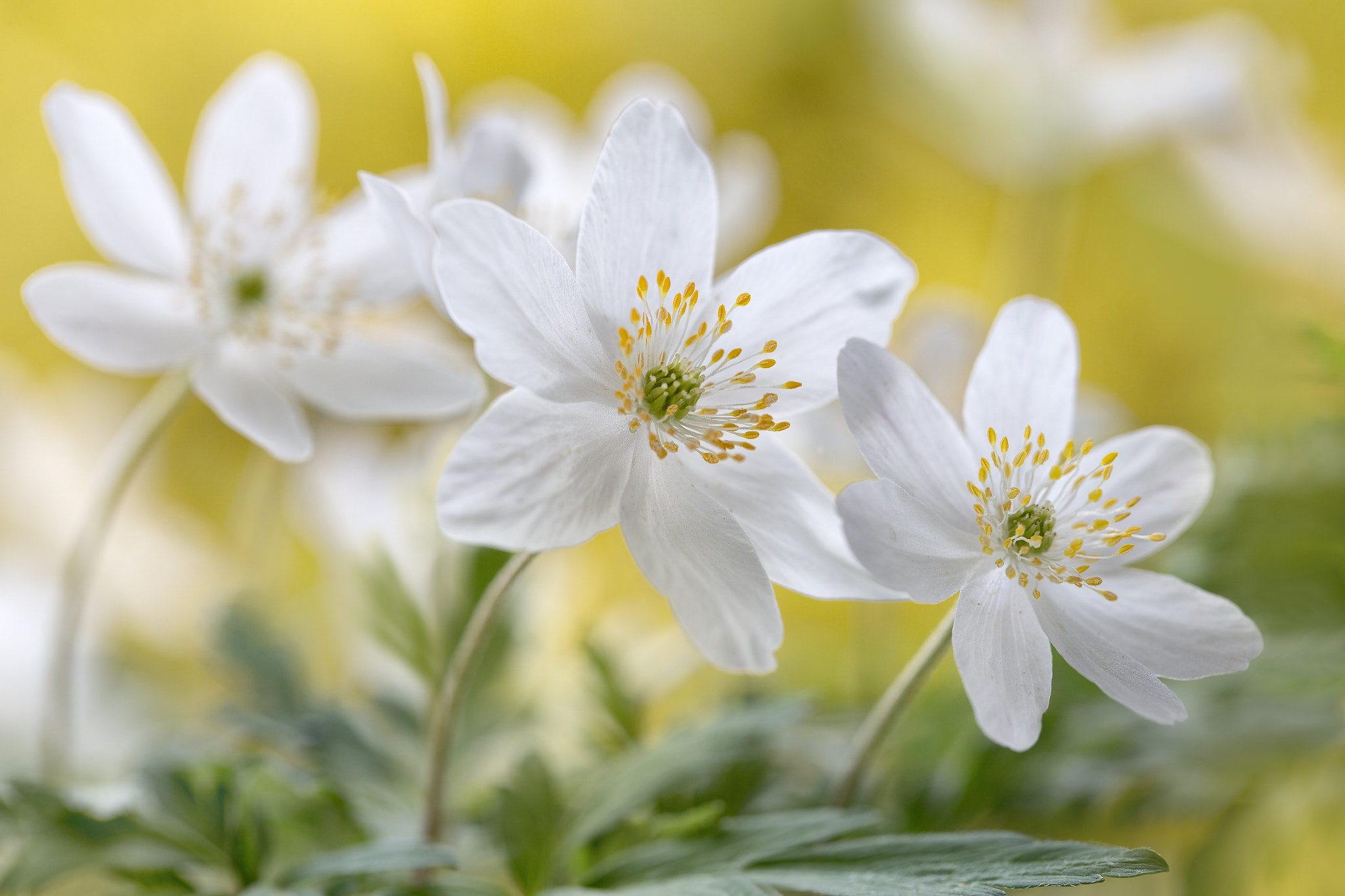 Canon EOS 6D sample photo. Wood anemone photography