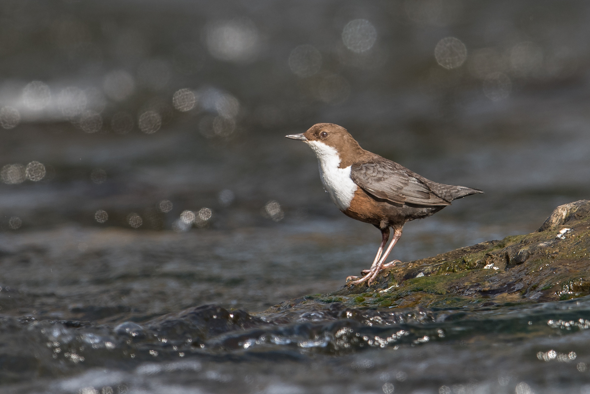 Nikon AF-S Nikkor 600mm F4G ED VR sample photo. Cincle photography