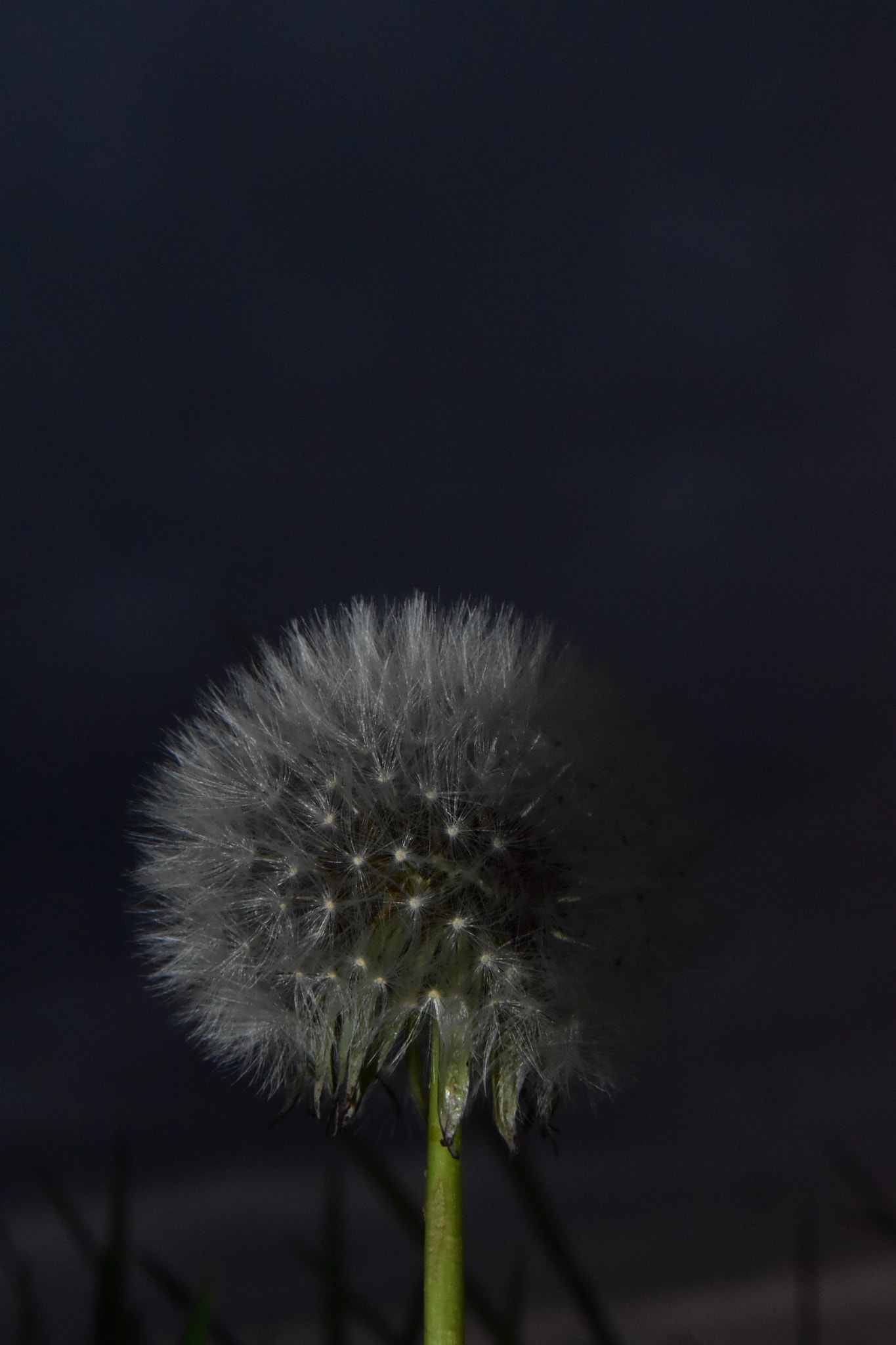 Sigma 17-70mm F2.8-4 DC Macro OS HSM | C sample photo. Pissenlit photography