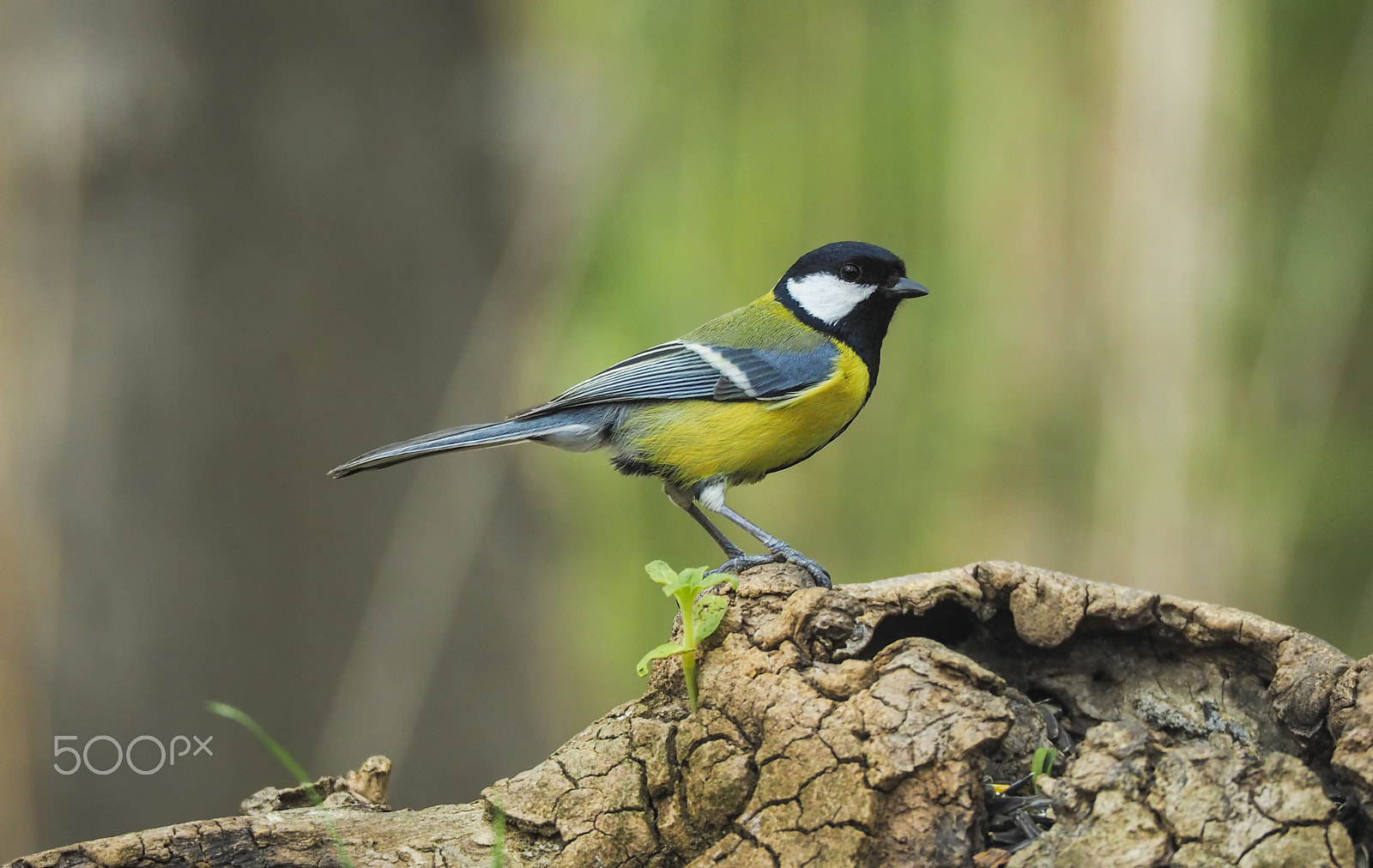 Olympus OM-D E-M5 II sample photo. La cinciallegra (parus major) photography