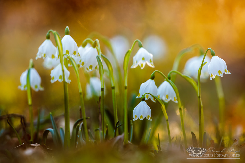 Canon EF 300mm F2.8L IS II USM sample photo. Snowflakes of spring (leucojum vernum) photography