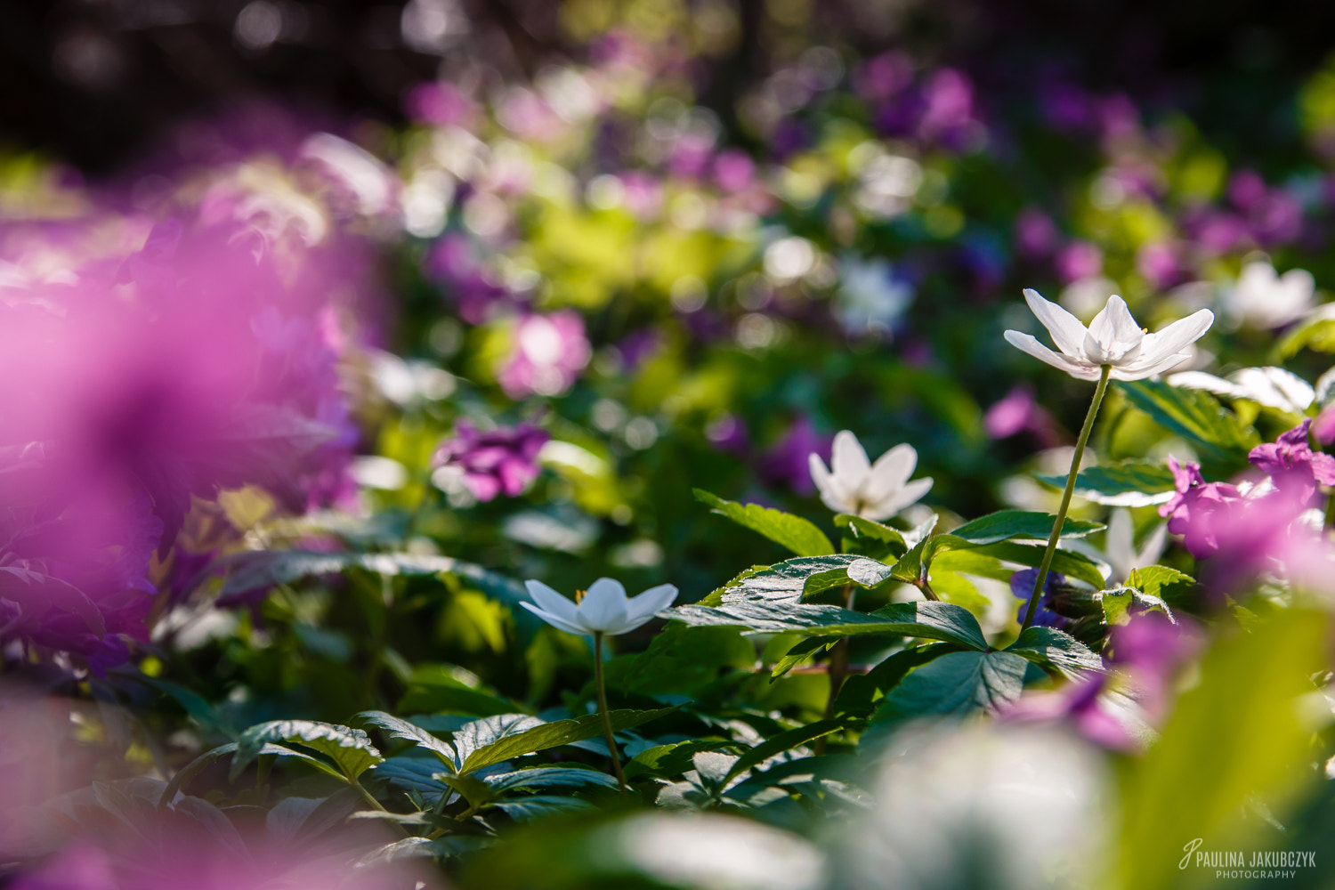 Canon EF-S 17-55mm F2.8 IS USM sample photo. Cardamine glanduligera photography