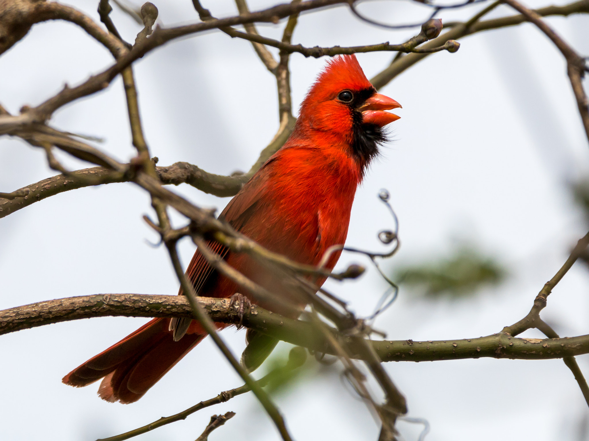 150-600mm F5-6.3 DG OS HSM | Contemporary 015 sample photo. Cardinal singing in a tree photography