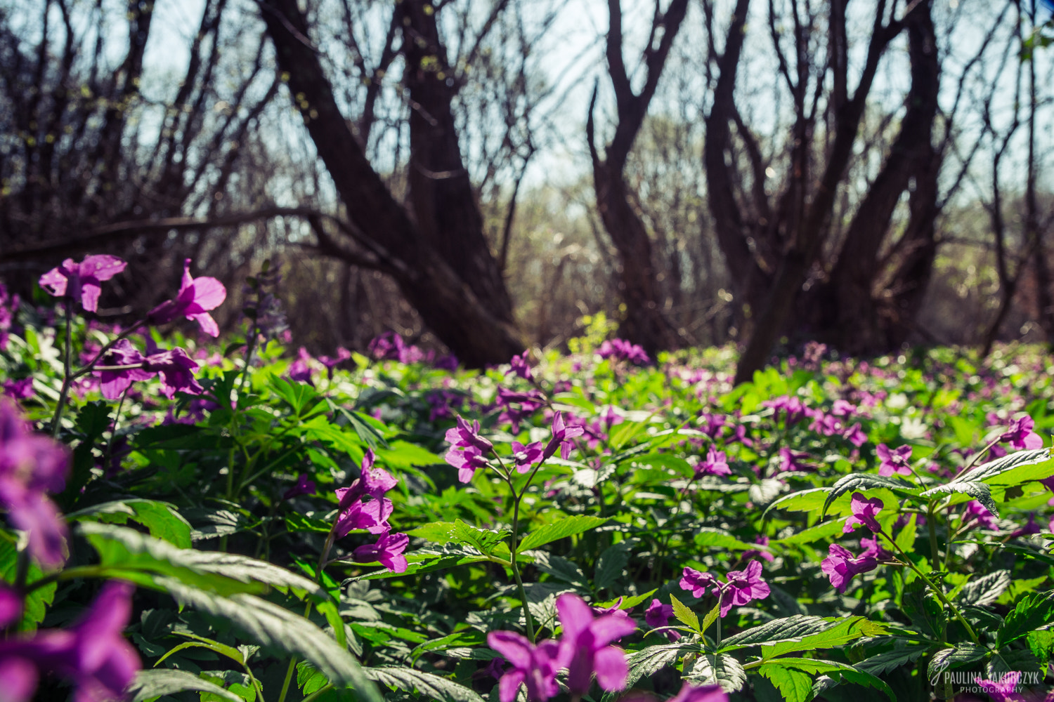 Canon EF-S 17-55mm F2.8 IS USM sample photo. Cardamine glanduligera photography