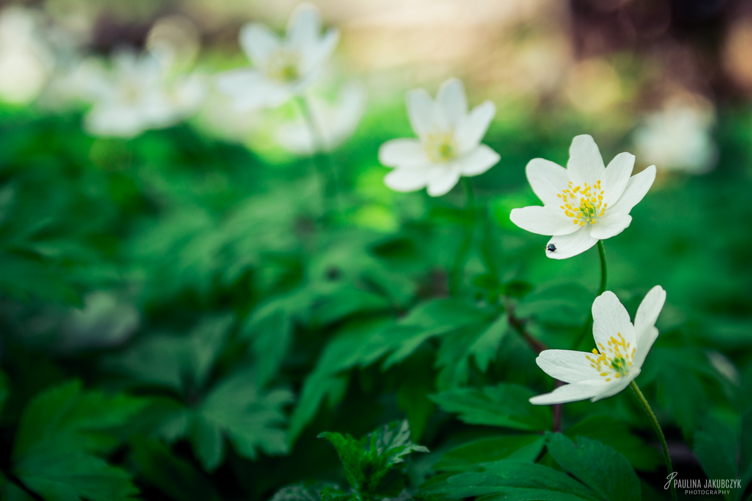 Canon EF-S 17-55mm F2.8 IS USM sample photo. Anemone photography
