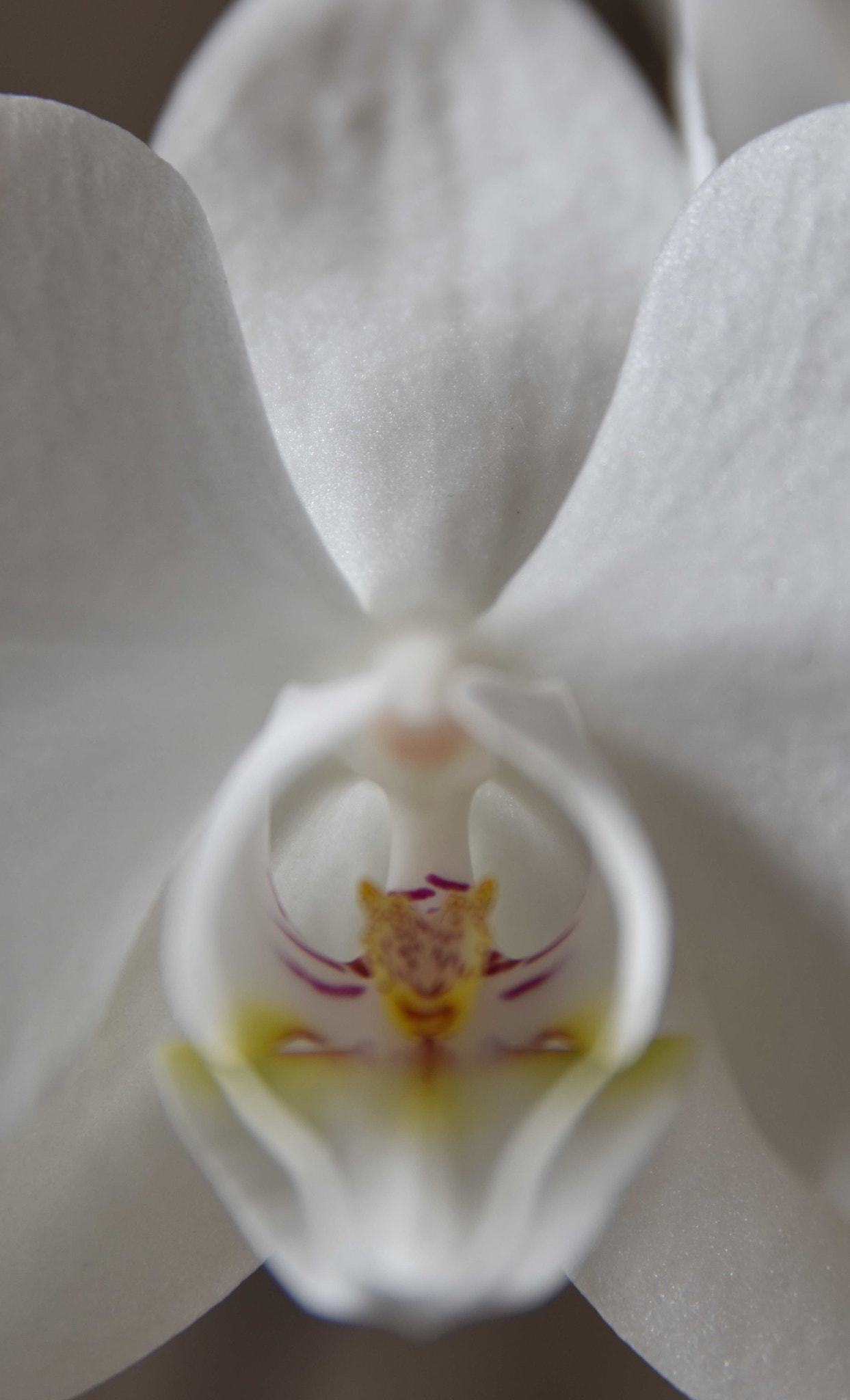 Sigma 17-70mm F2.8-4 DC Macro OS HSM | C sample photo. Star wars photography