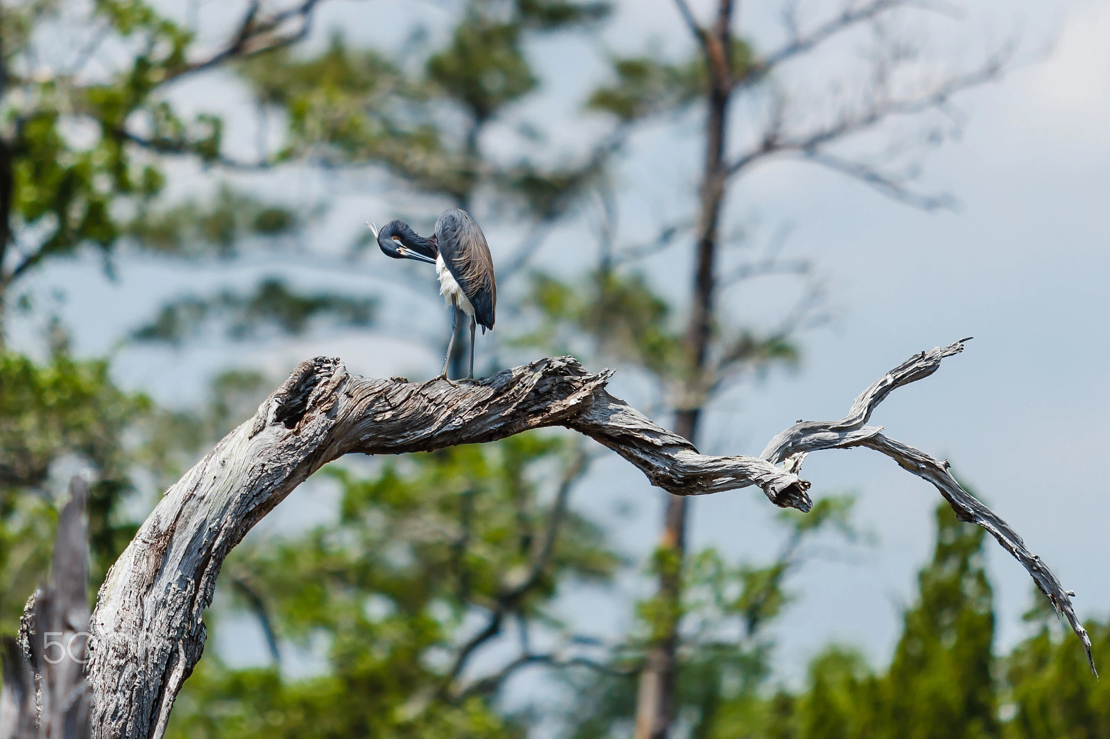 Canon EOS 60D + Canon EF 70-200mm F2.8L USM sample photo. Tricolored heron photography