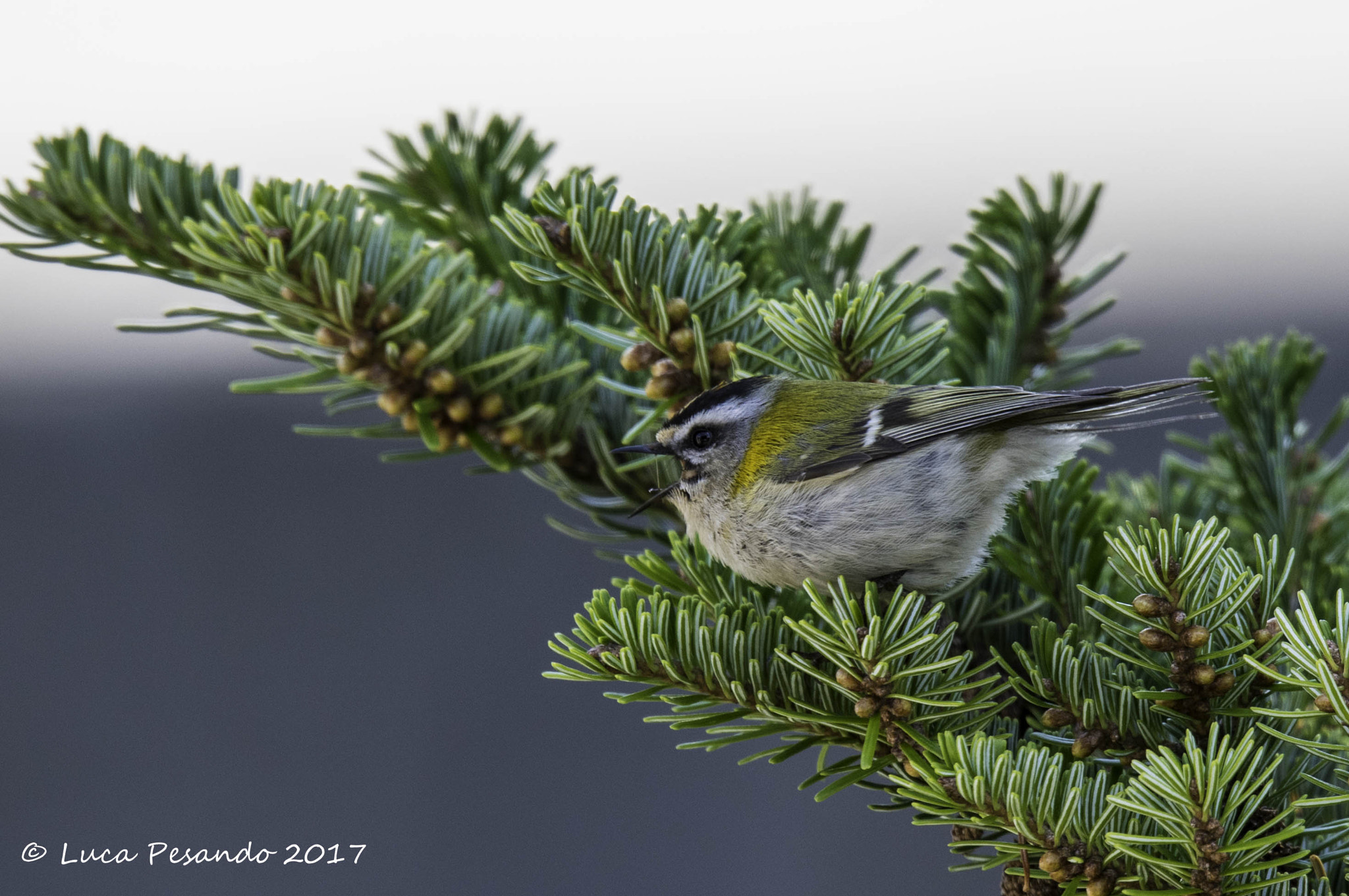 Sigma 150-600mm F5-6.3 DG OS HSM | S sample photo. Mimetico photography