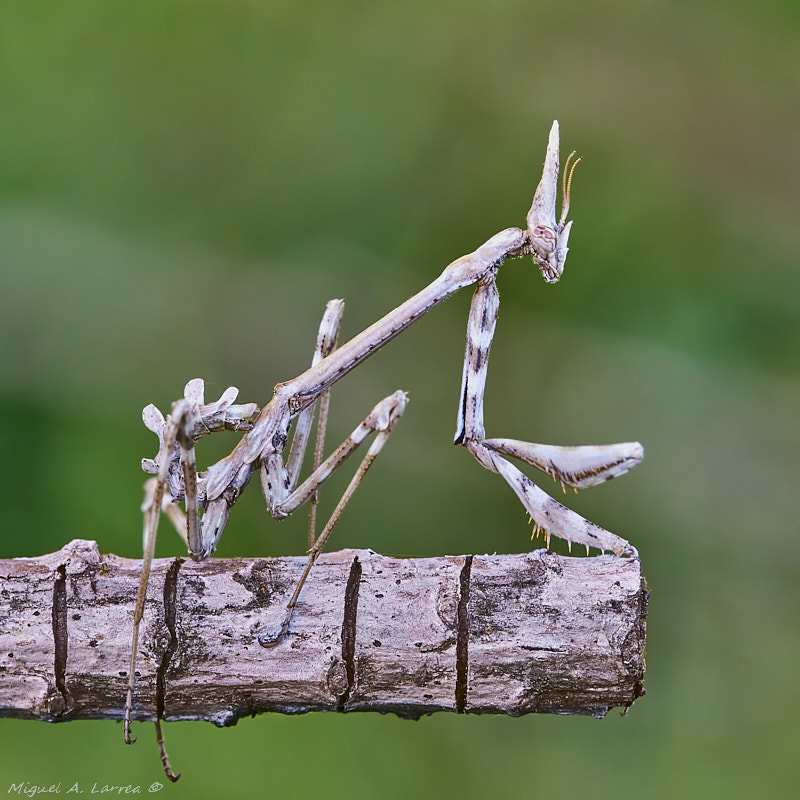 Sony ILCA-77M2 sample photo. Mantodea photography