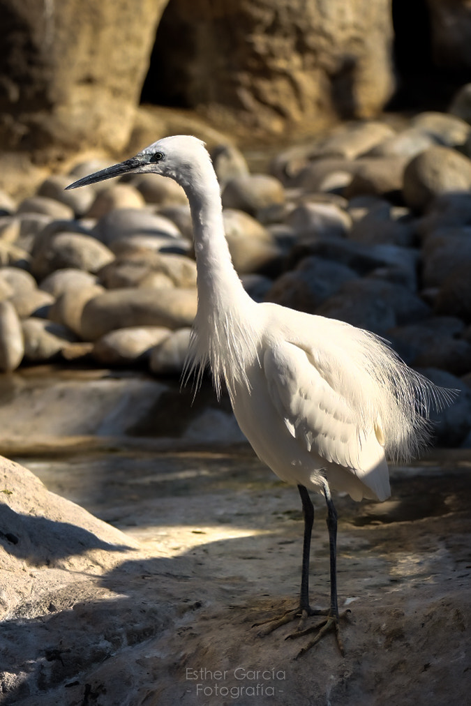 Fujifilm XF 55-200mm F3.5-4.8 R LM OIS sample photo. Soft wildlife photography