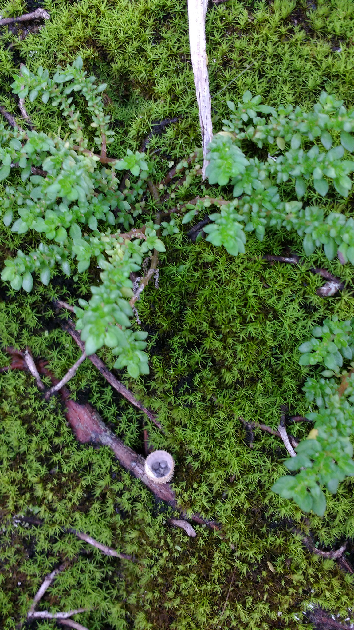Motorola Moto G Turbo Edition sample photo