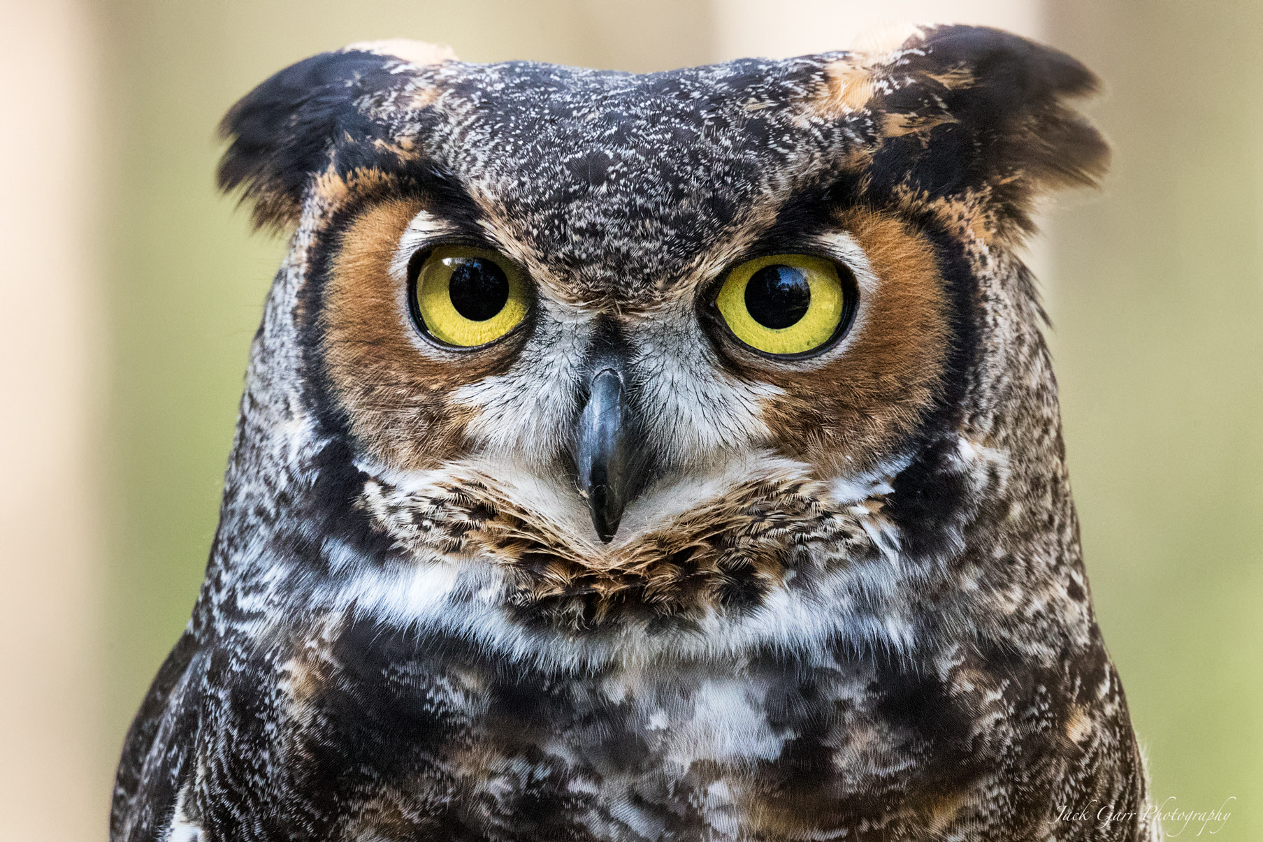 Canon EOS-1D X Mark II + 150-600mm F5-6.3 DG OS HSM | Sports 014 sample photo. Great horned owl portrait photography