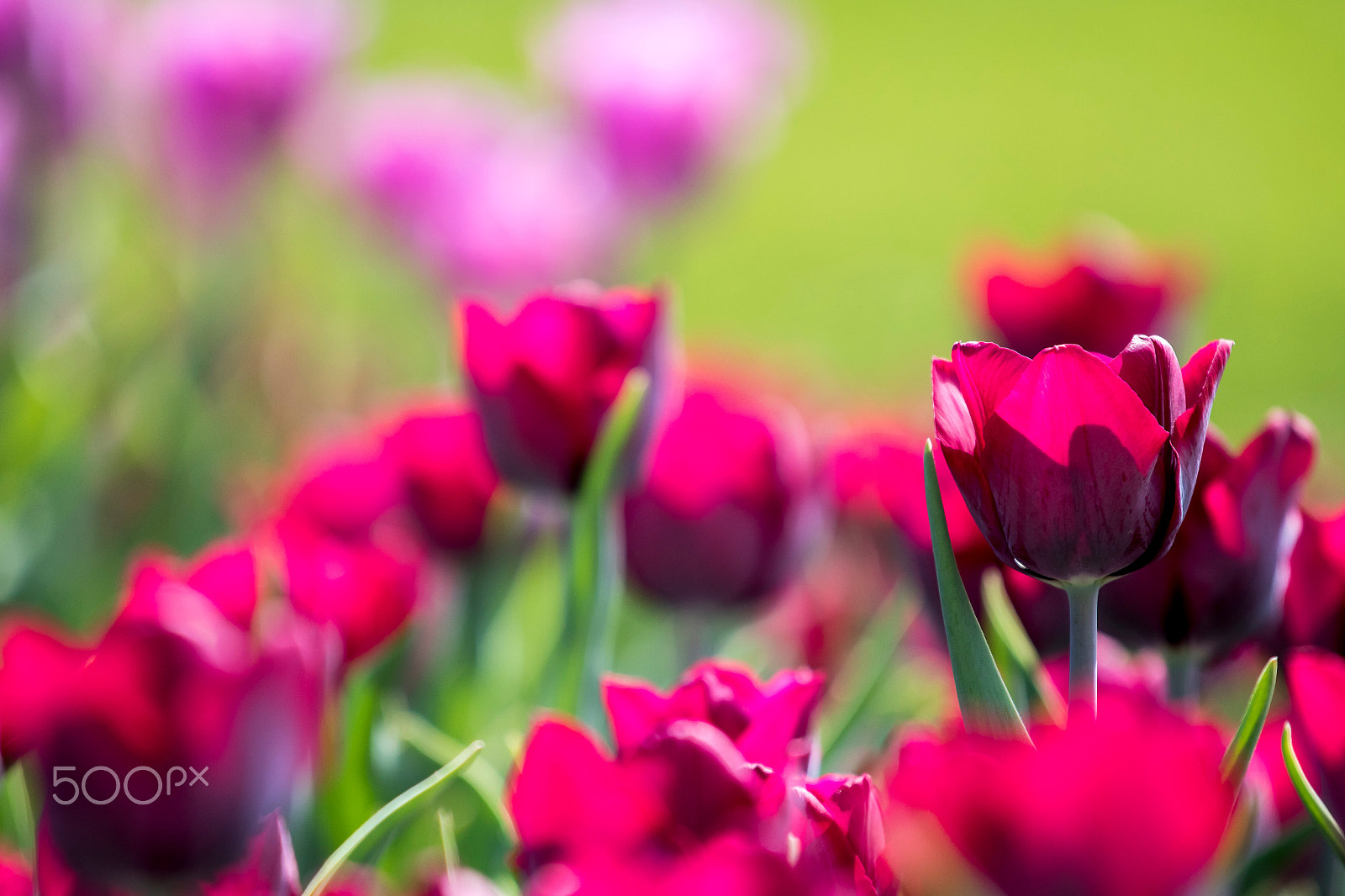 Canon EF 70-200mm F4L IS USM sample photo. Tul. photography