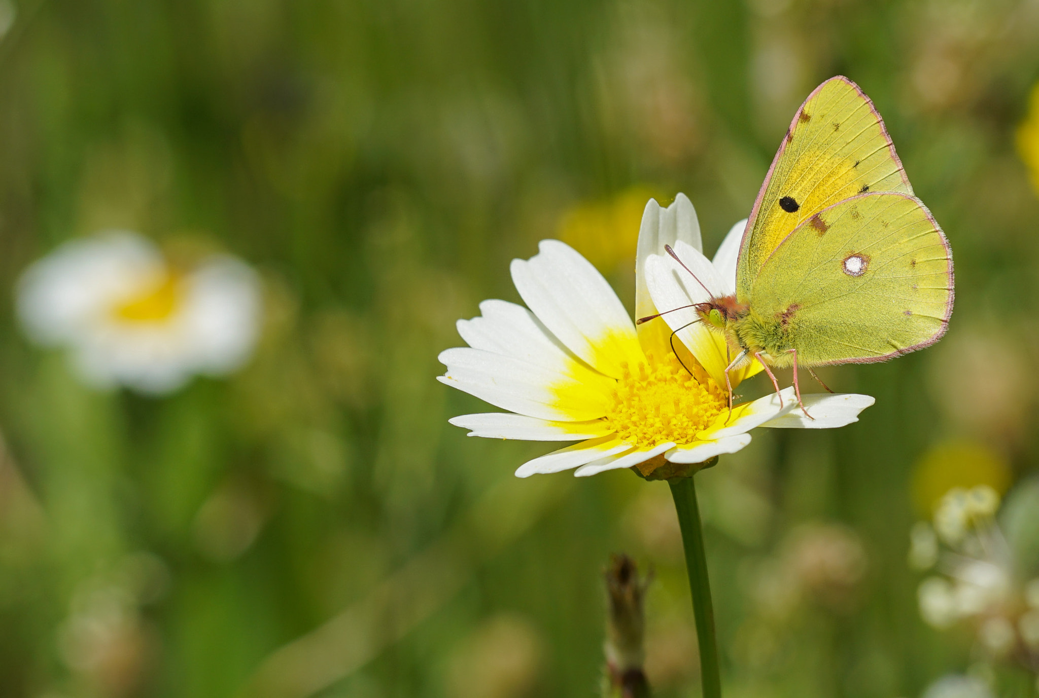 150mm F2.8 sample photo. Colias crocea photography