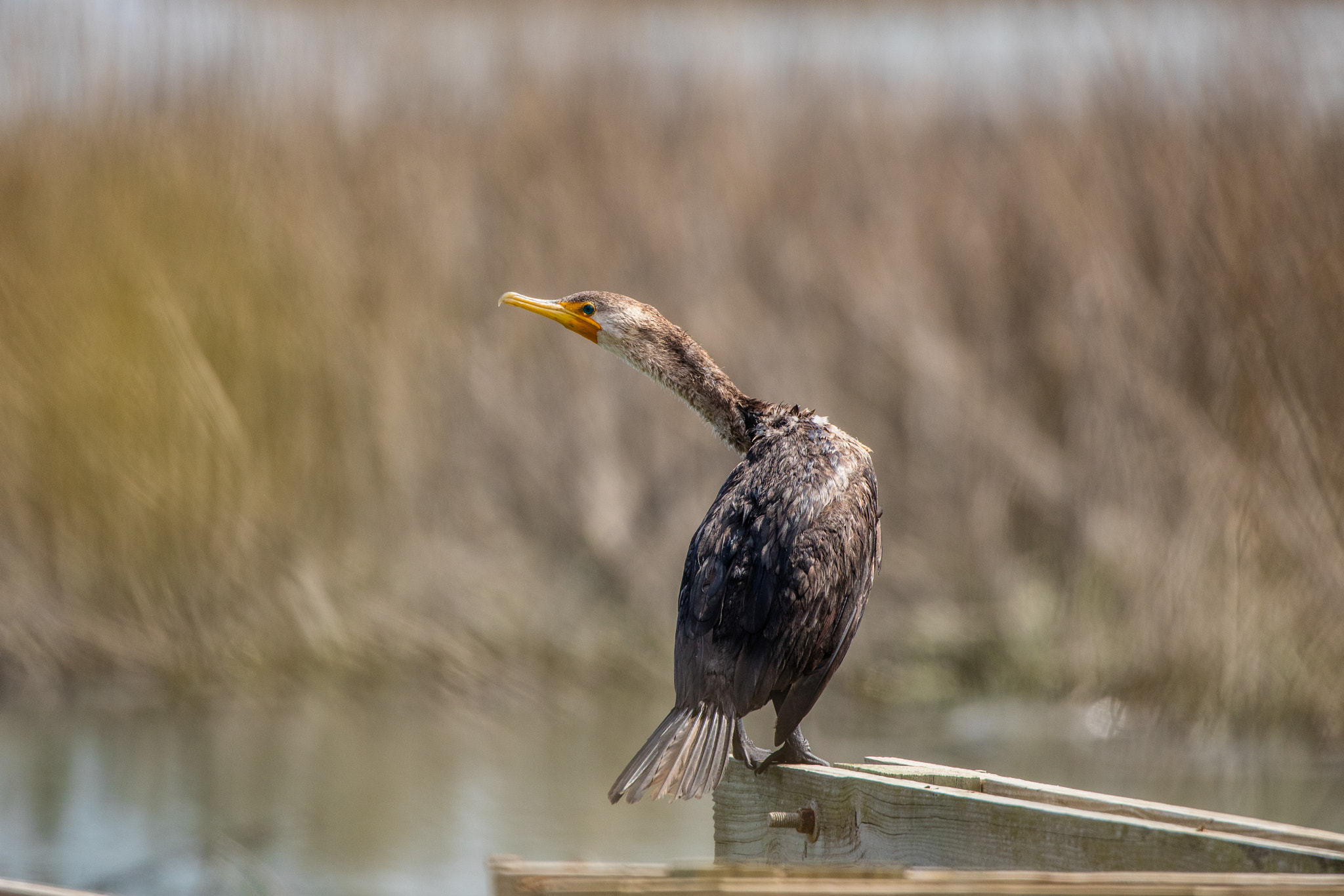 Canon EOS 5DS R + Canon EF 100-400mm F4.5-5.6L IS II USM sample photo. The cormorant shrugged photography