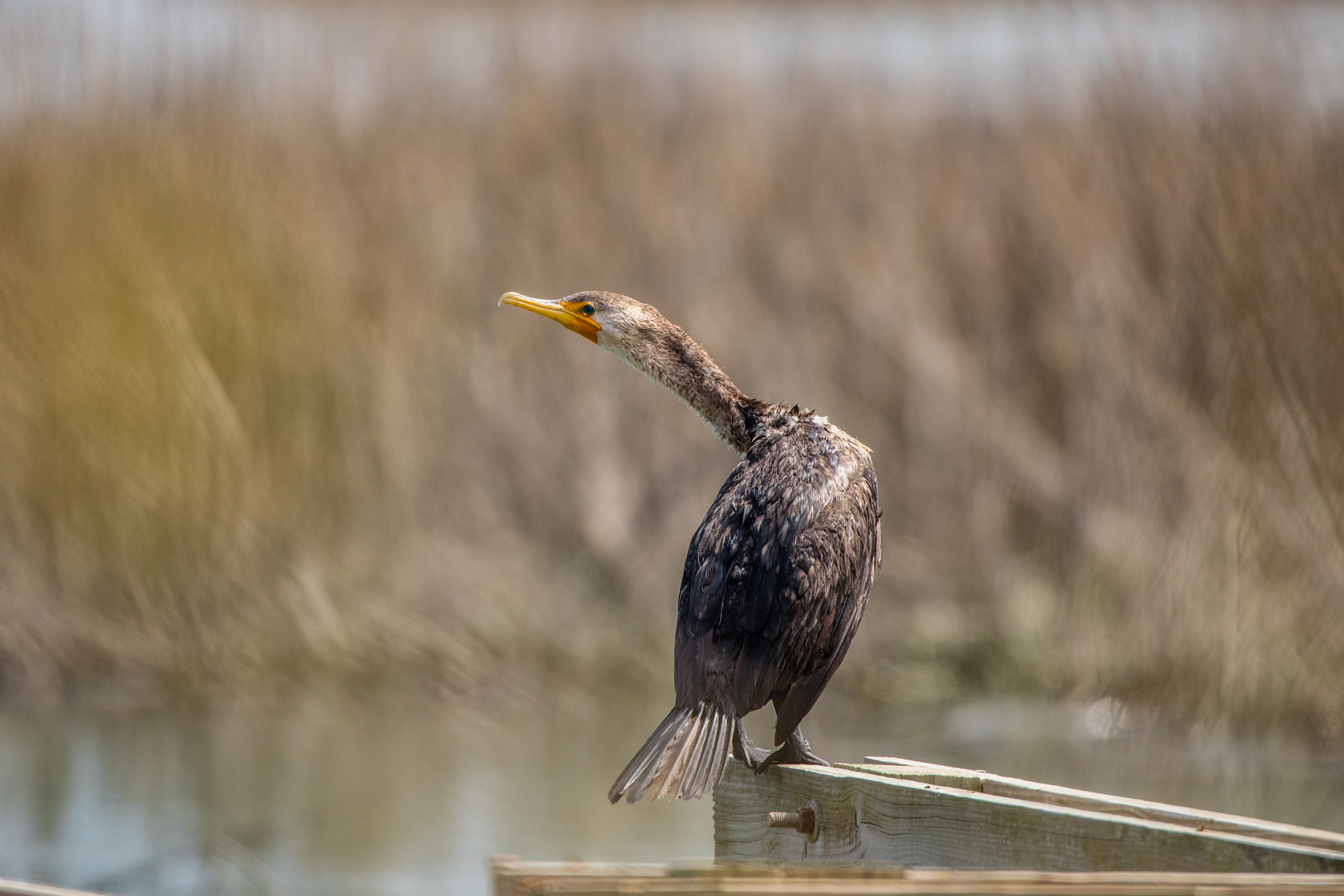 Canon EOS 5DS R sample photo. The cormorant shrugged photography
