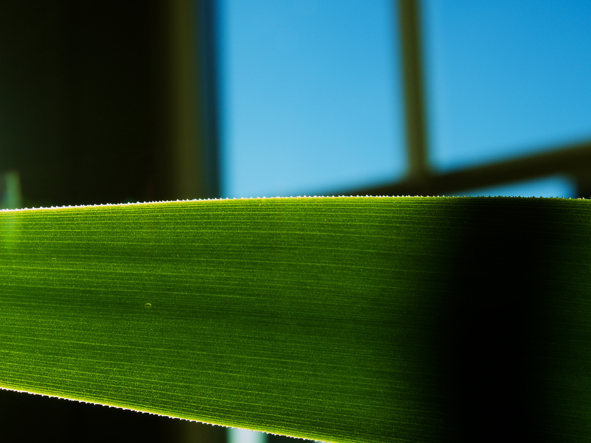 Olympus OM-D E-M5 II sample photo. Yucca leaf photography