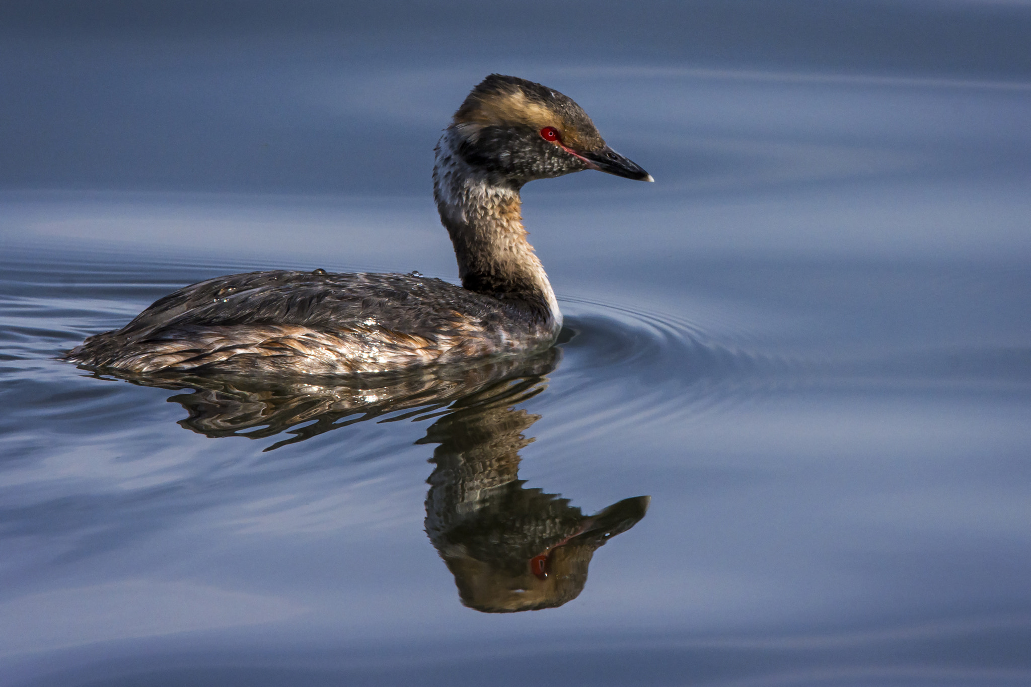 Sigma 150-600mm F5-6.3 DG OS HSM | C sample photo. Horned grebe photography
