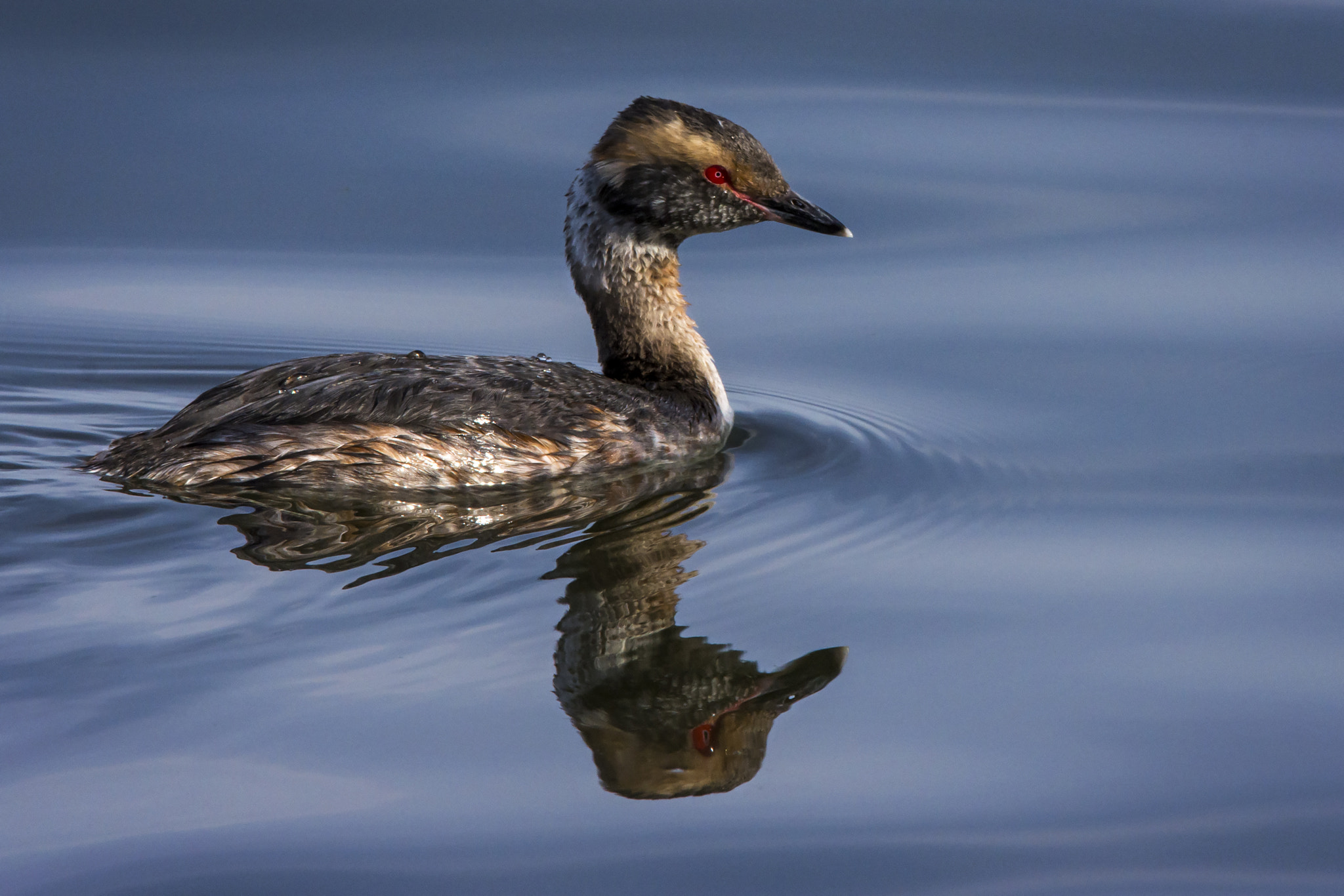 Nikon D7200 + Sigma 150-600mm F5-6.3 DG OS HSM | C sample photo. Horned grebe photography