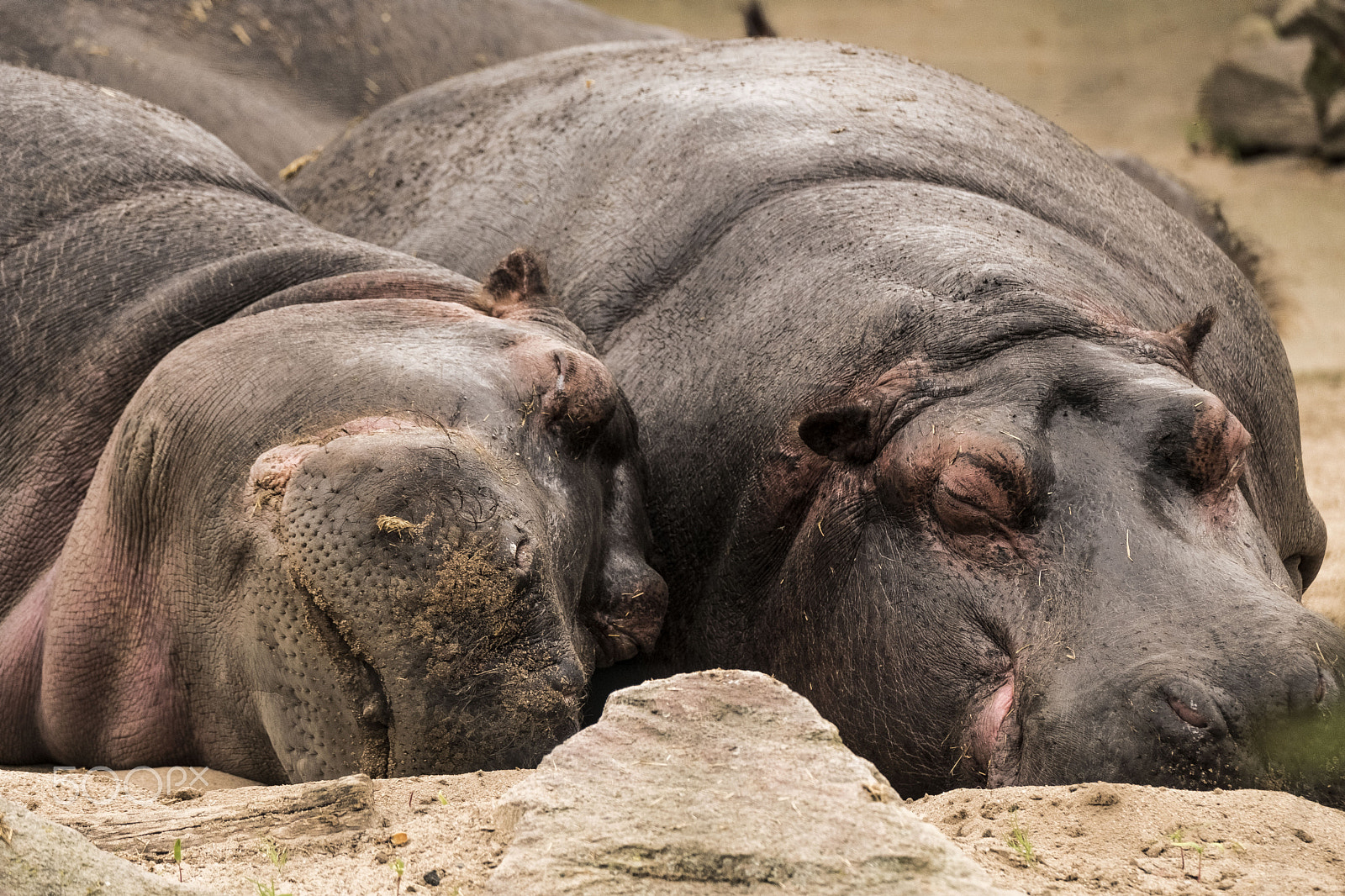 Fujifilm X-Pro2 + Fujifilm XF 100-400mm F4.5-5.6 R LM OIS WR sample photo. Hippo dream photography