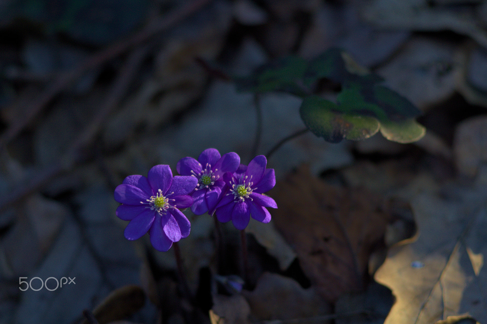 Canon EF 35-80mm f/4-5.6 sample photo. Flower photography