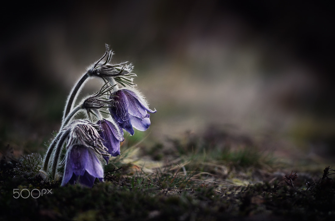 Nikon D7000 sample photo. Pulsatilla pratensis l. photography