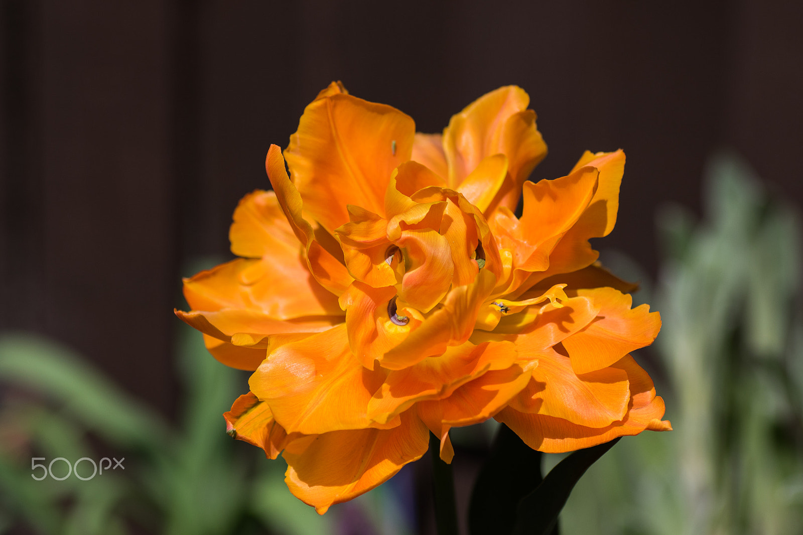 Canon EOS 7D Mark II + Tamron SP AF 90mm F2.8 Di Macro sample photo. Orange flower photography